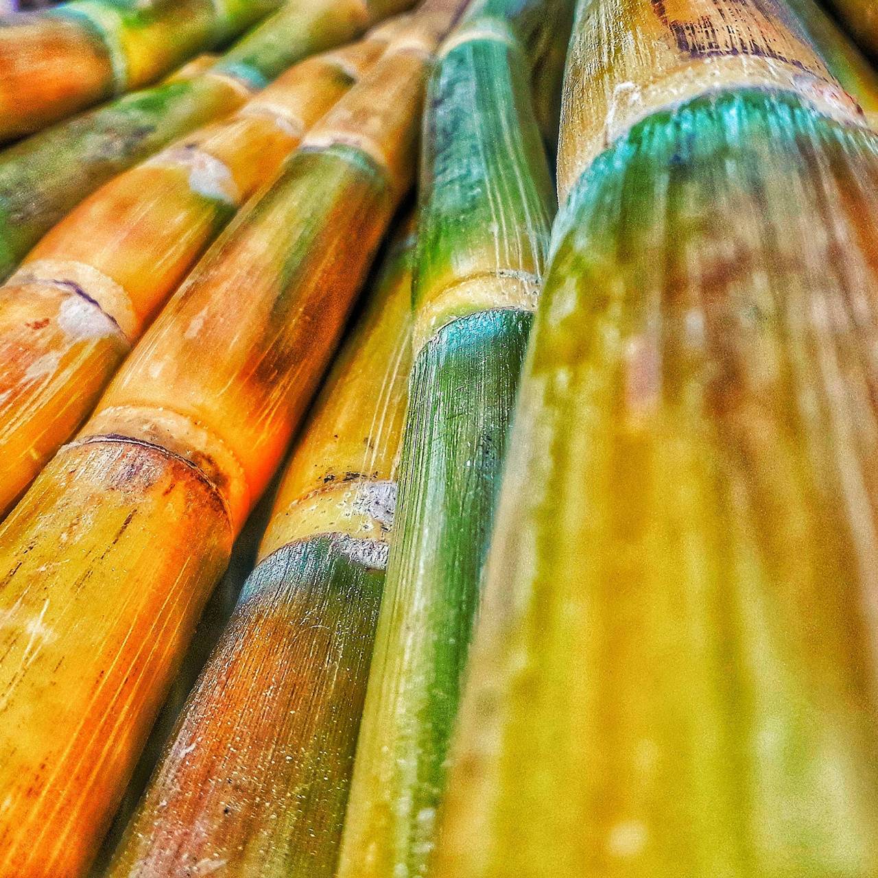Sugarcane wallpaper