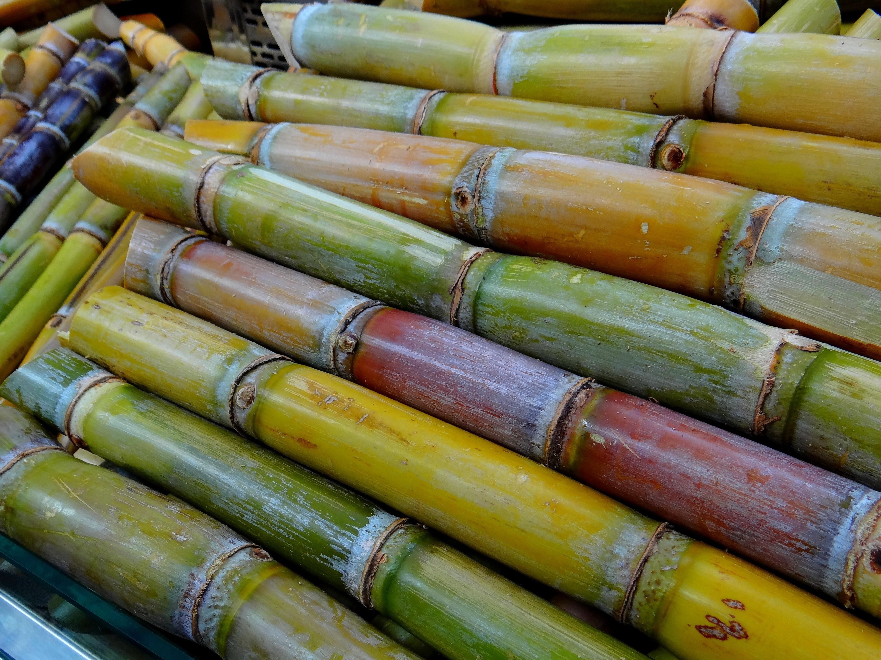 sugar cane lot free image