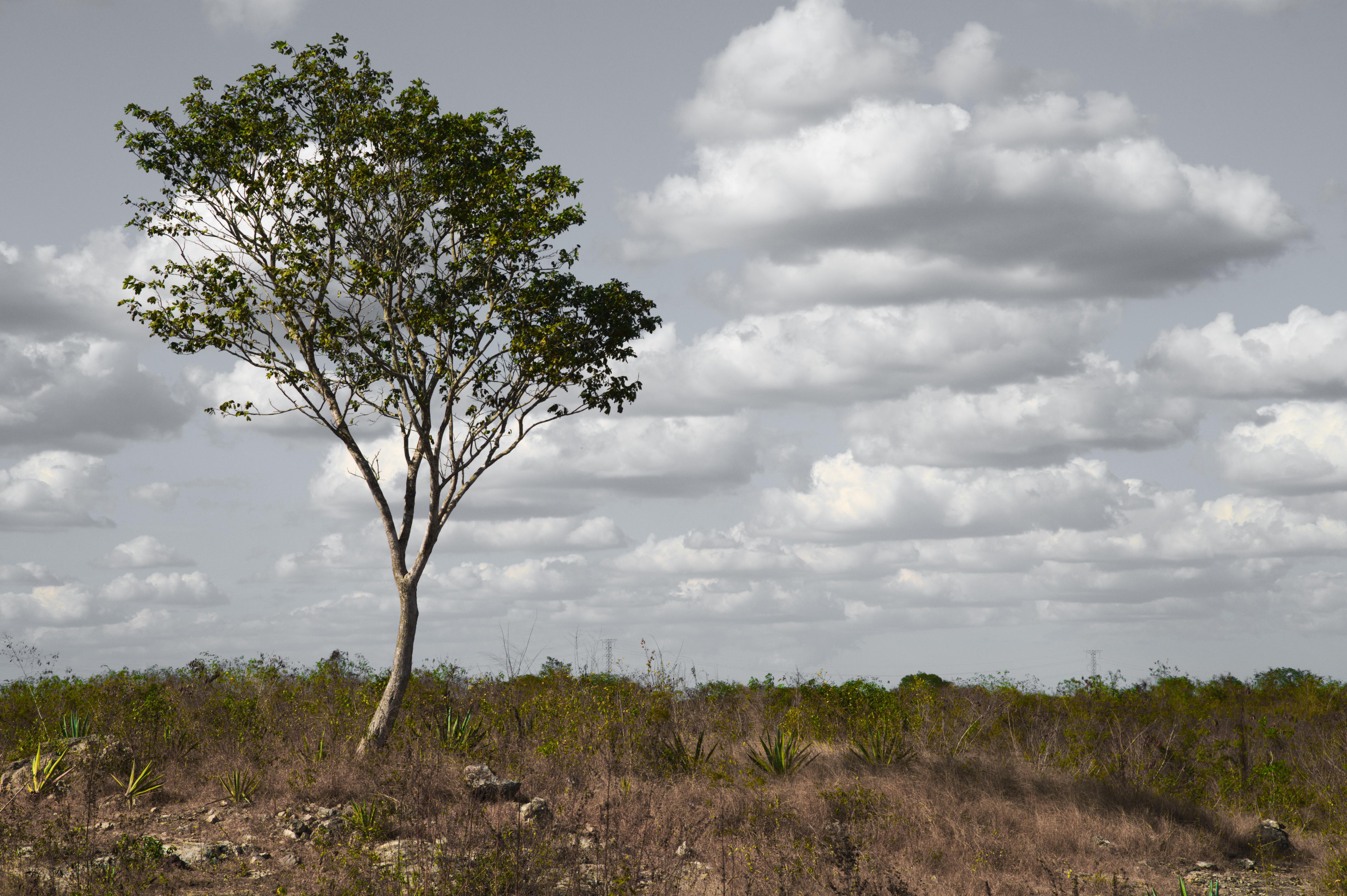Yucatan dry forest [5592x3720]