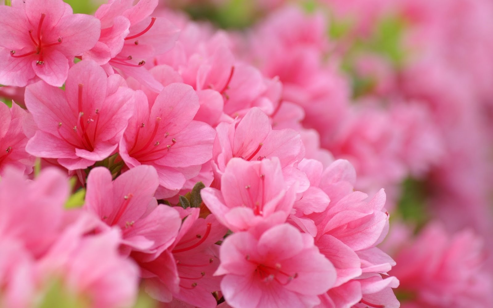 Free download Lifting Hearts ALMOST WORDLESS WEDNESDAY Pink Spring Flowers [1600x1000] for your Desktop, Mobile & Tablet. Explore Pink Spring Flower Wallpaper. Pink Flower Wallpaper, Pink Flowers Wallpaper for