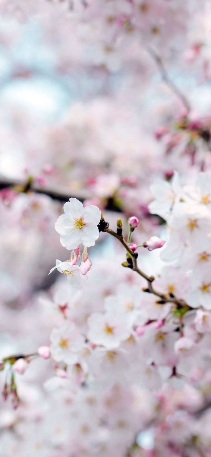 Cute Pink Spring Flowers Wallpapers - Wallpaper Cave