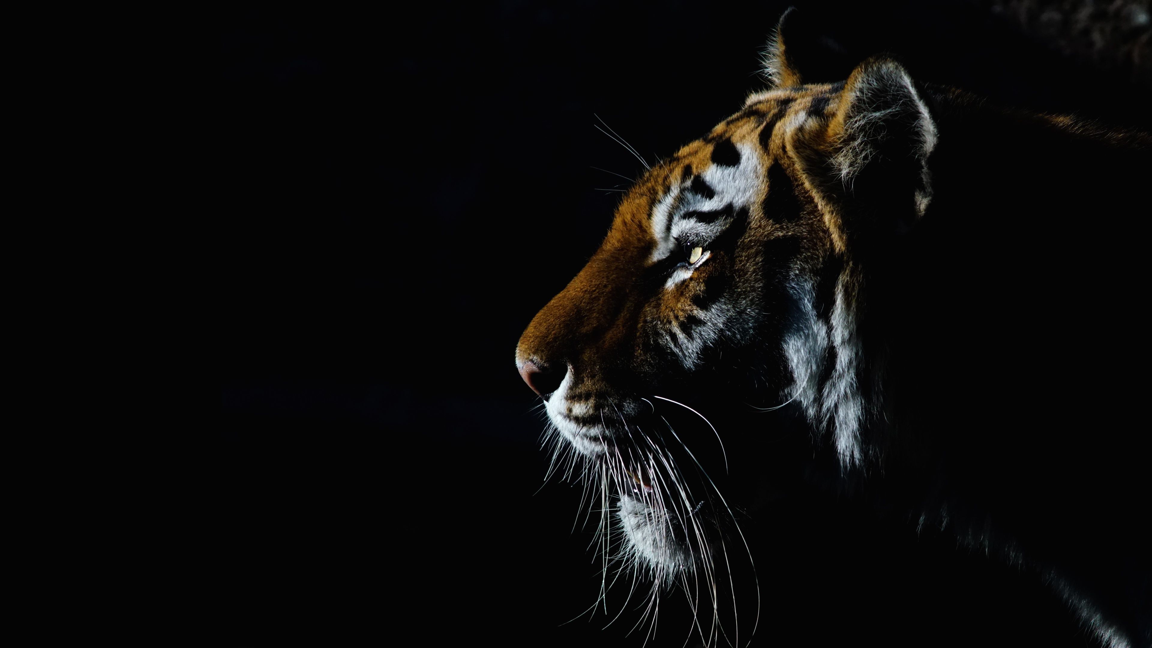 Tiger 4K Wallpaper, Closeup, Dark, Black background, Big cat, Animals