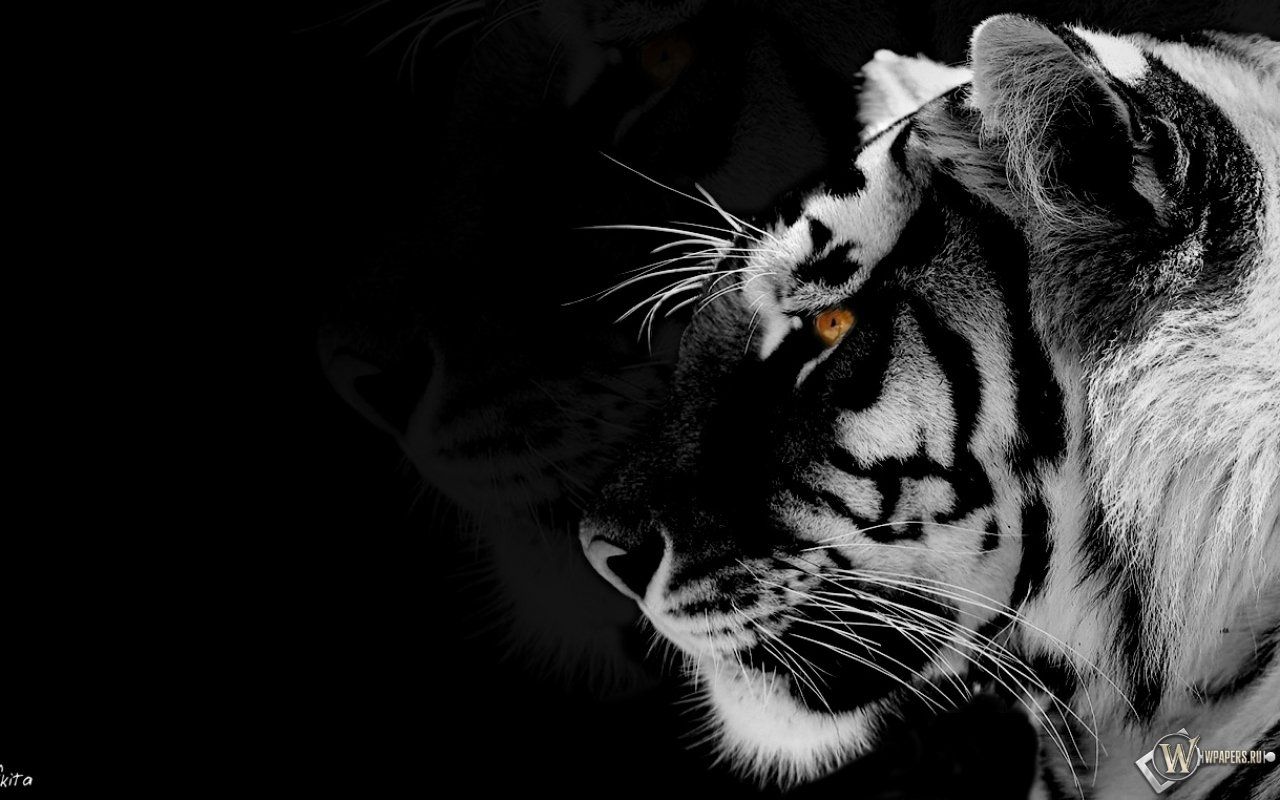 Free download Black white Tiger [1280x800] for your Desktop, Mobile & Tablet. Explore Black Tiger Wallpaper. Cool Tiger Wallpaper, Tigers Wallpaper for Desktop