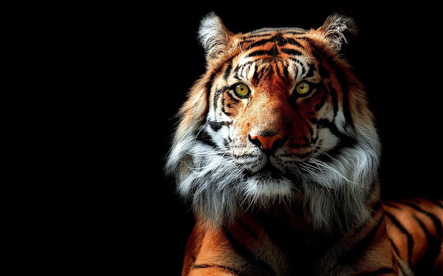 Dark Tiger Wallpaper