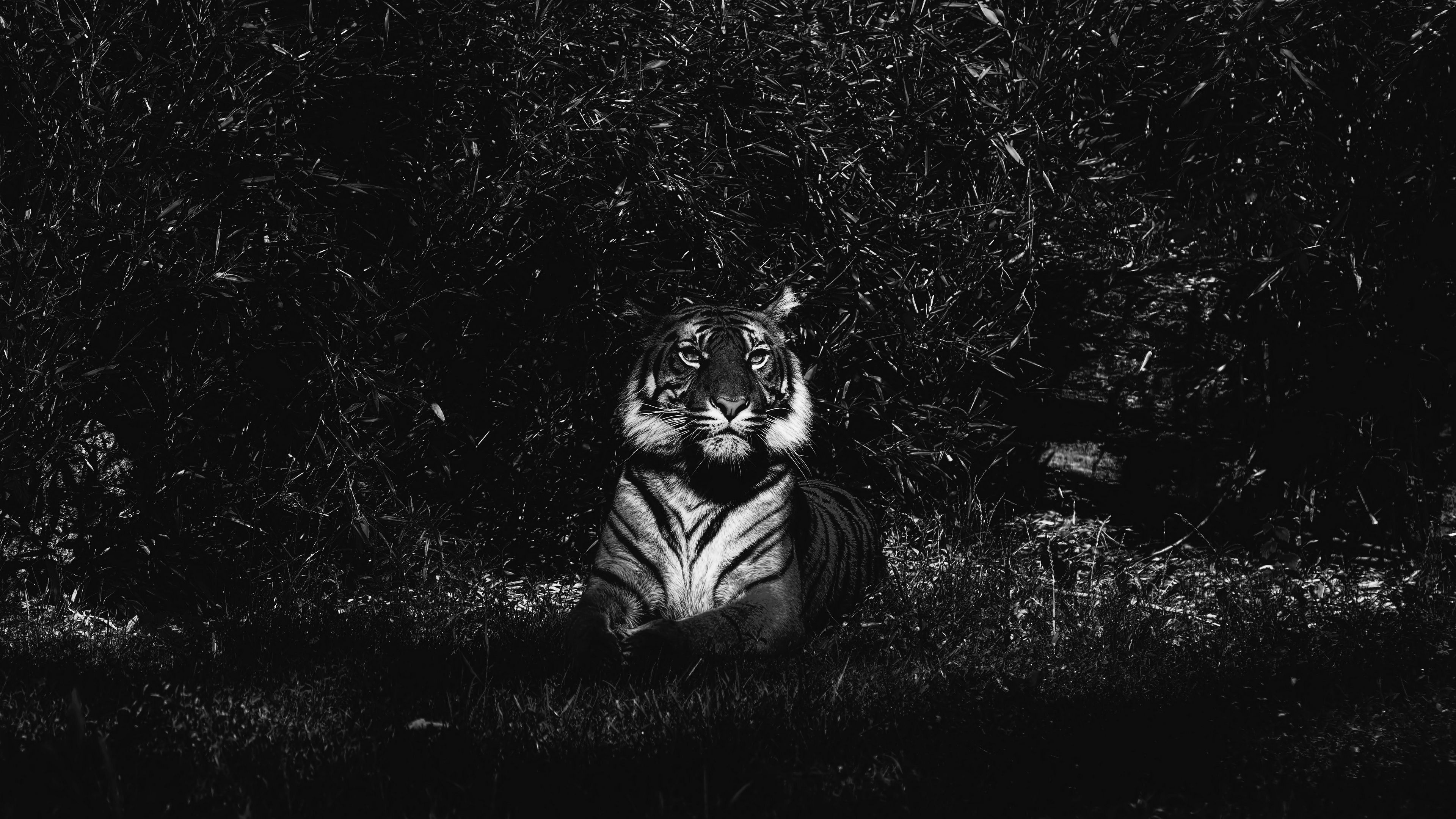Wallpaper 4k tiger, predator, lying, bw 4k Lying, Predator, Tiger
