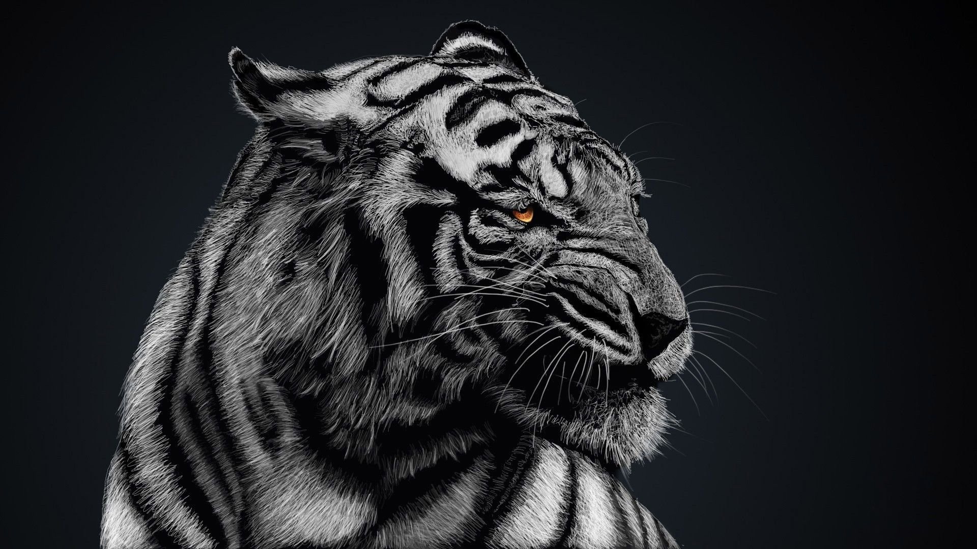 Black And White Tiger Wallpaper High Quality, Animal Wallpaper