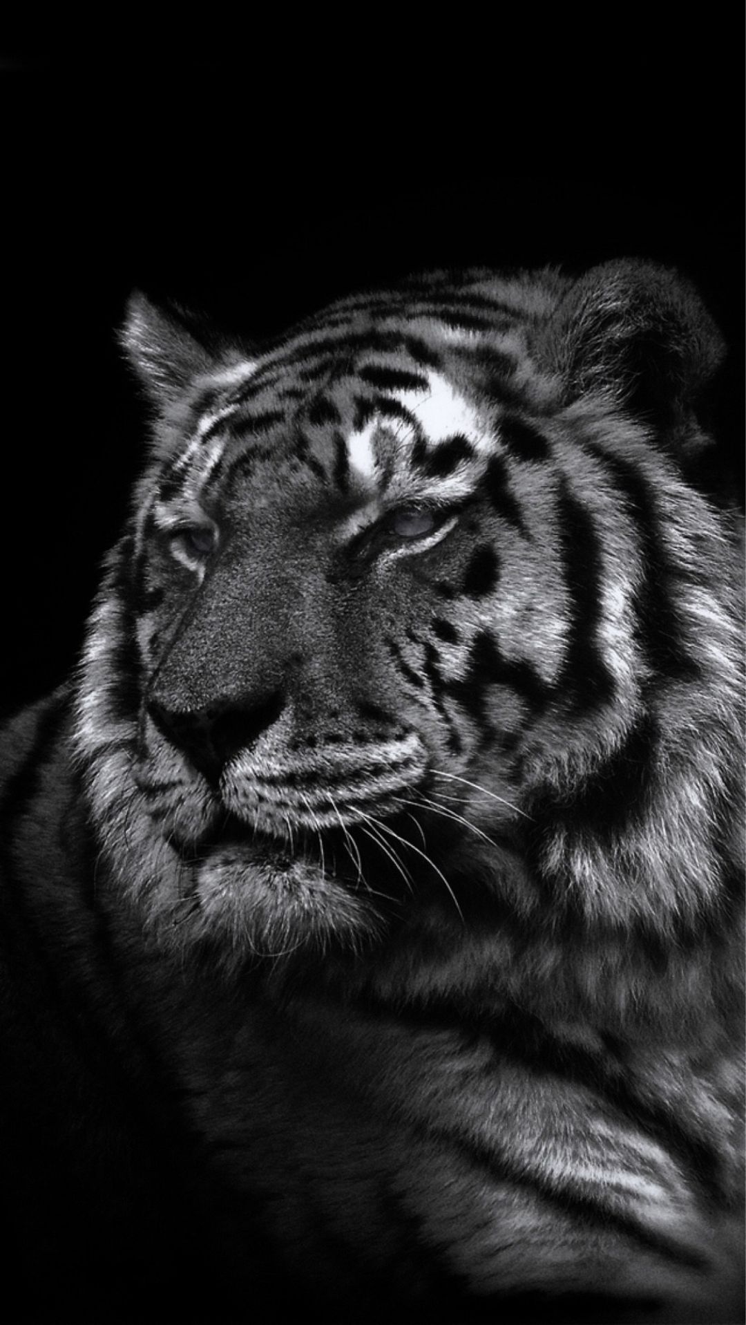 Black Tiger Wallpaper iPhone
