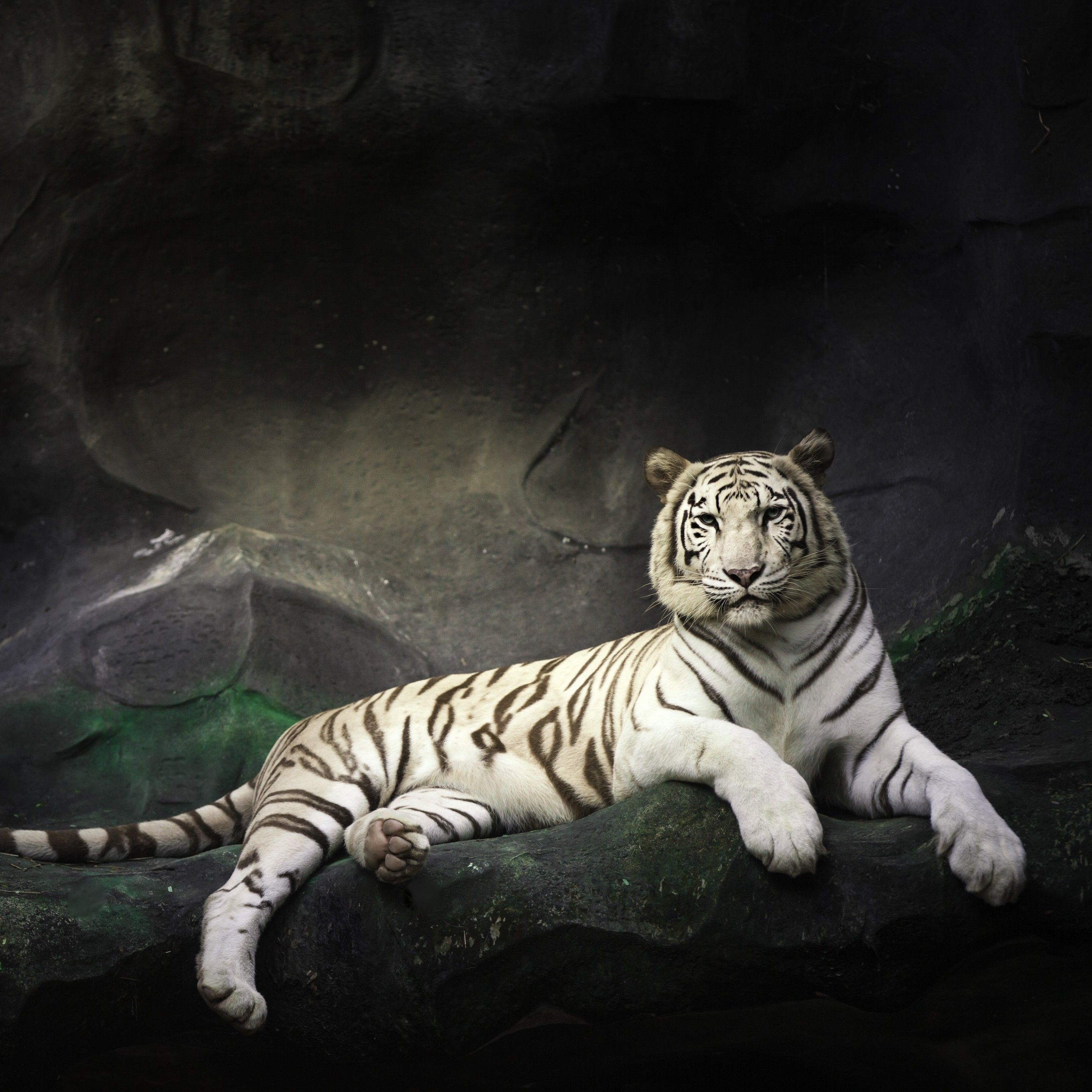White Bengal Tiger 4K Wallpaper, Zoo, Cave, White tiger, Wild, Dark, Animals