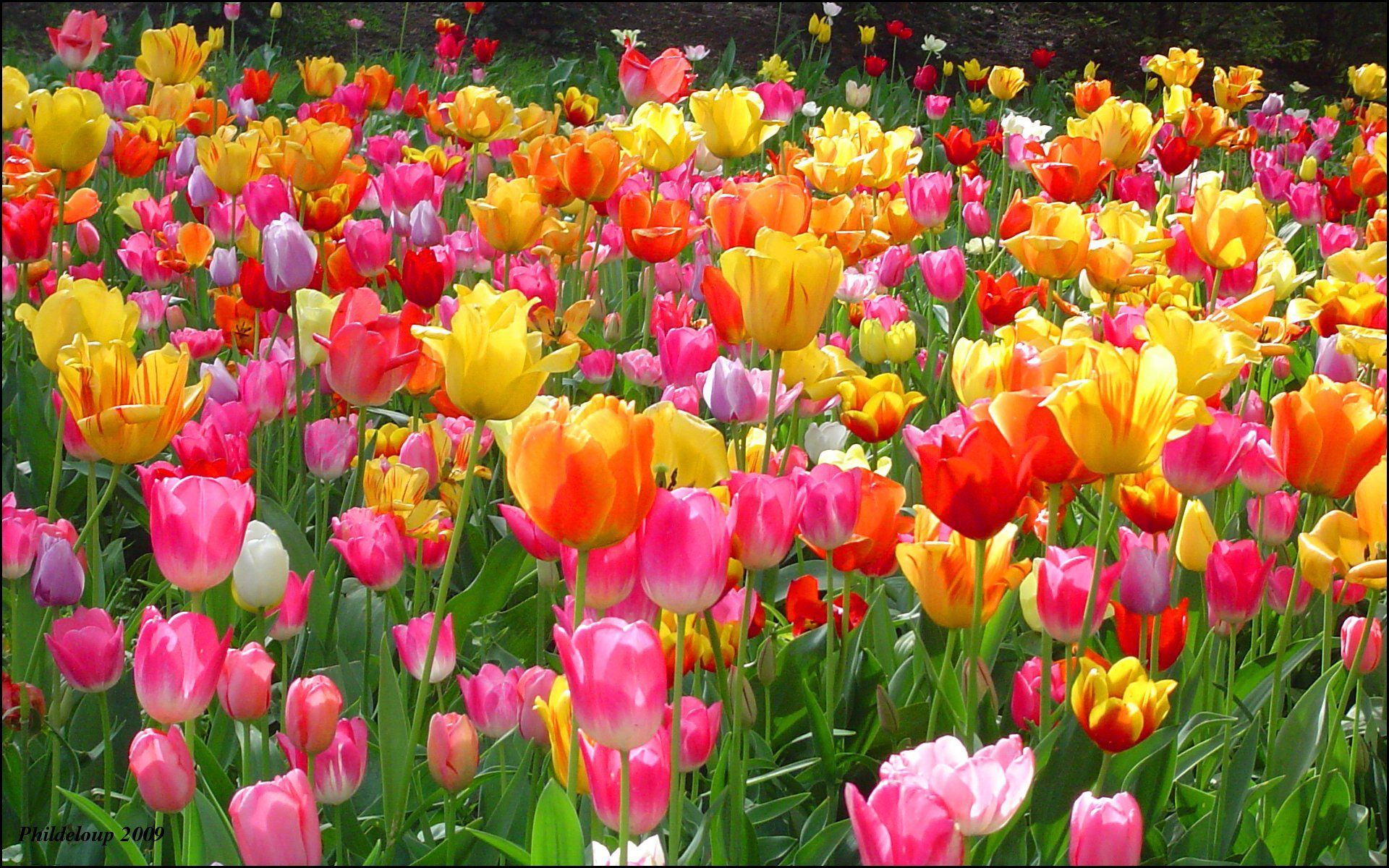 Tulip Farm Wallpapers Wallpaper Cave