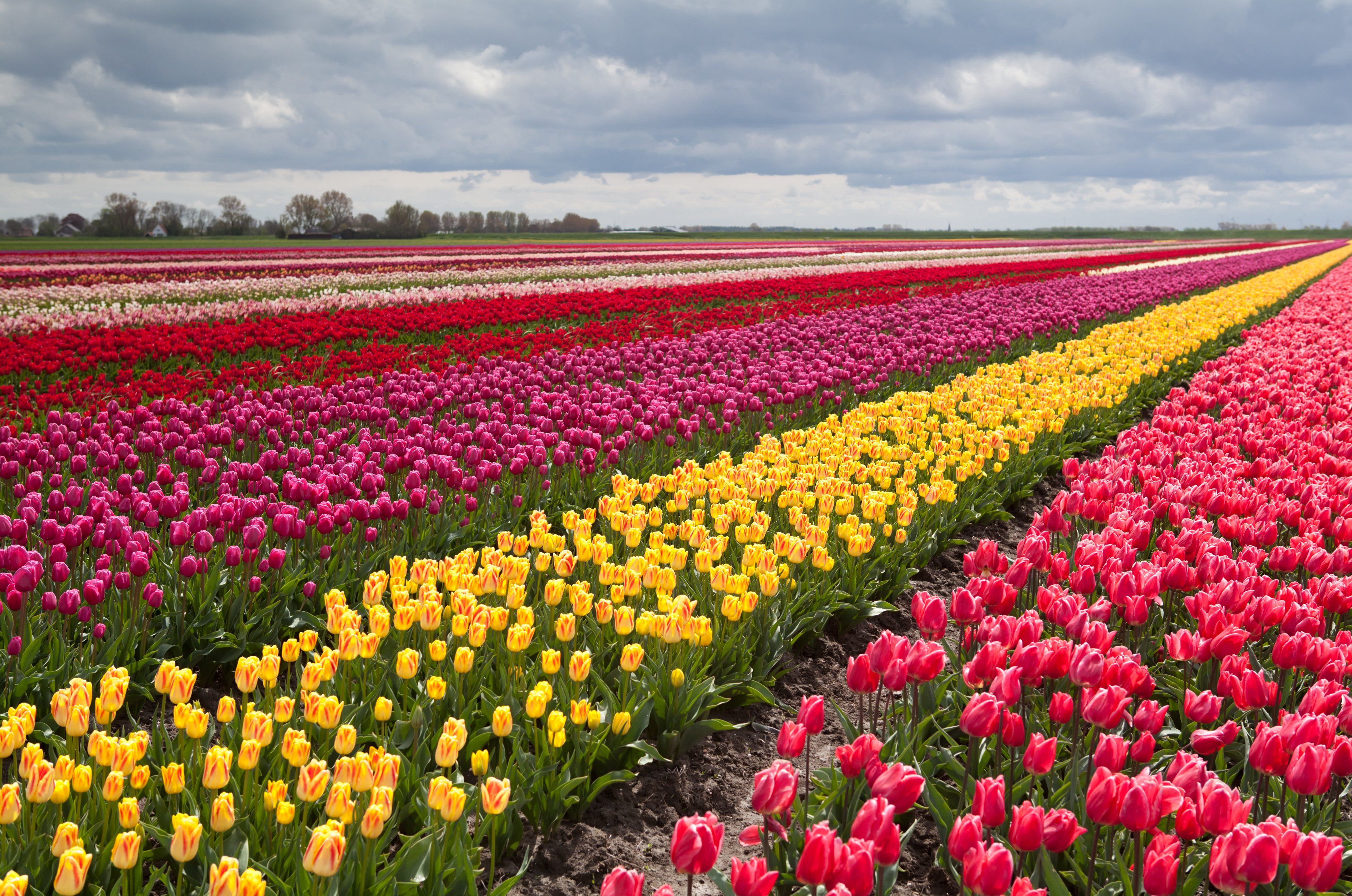 tulip, Fields, Tulips, Field, Flower, Flowers Wallpaper HD / Desktop and Mobile Background