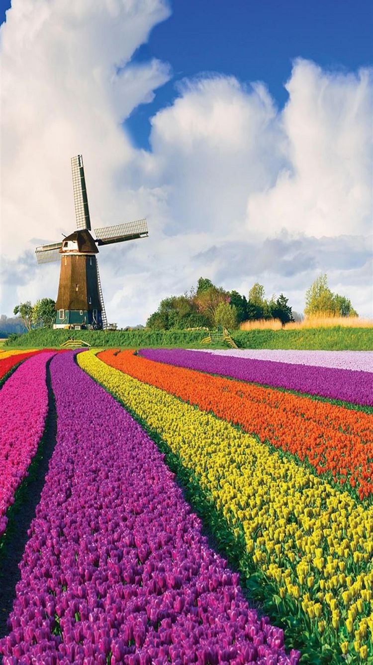 Tulip Fields of Netherlands iPhone 8 Wallpaper Free Download