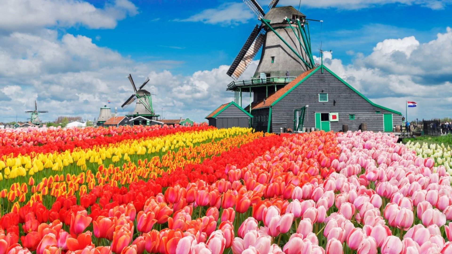 Wallpaper, tulips, farm, flowers, colorful, blue, sky, Netherlands, windmill 1920x1080