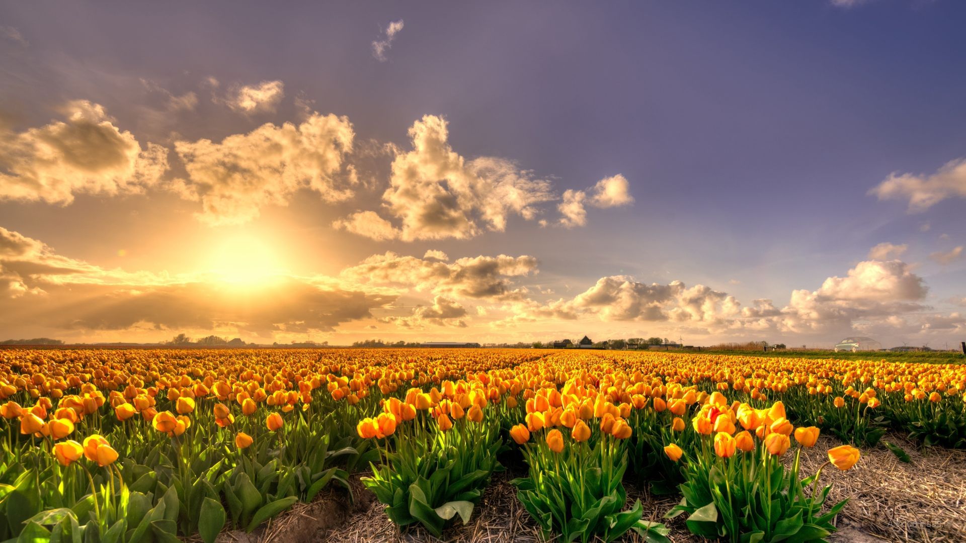 Desktop wallpaper sunset, nature, tulip farm, HD image, picture, background, 23fc2c