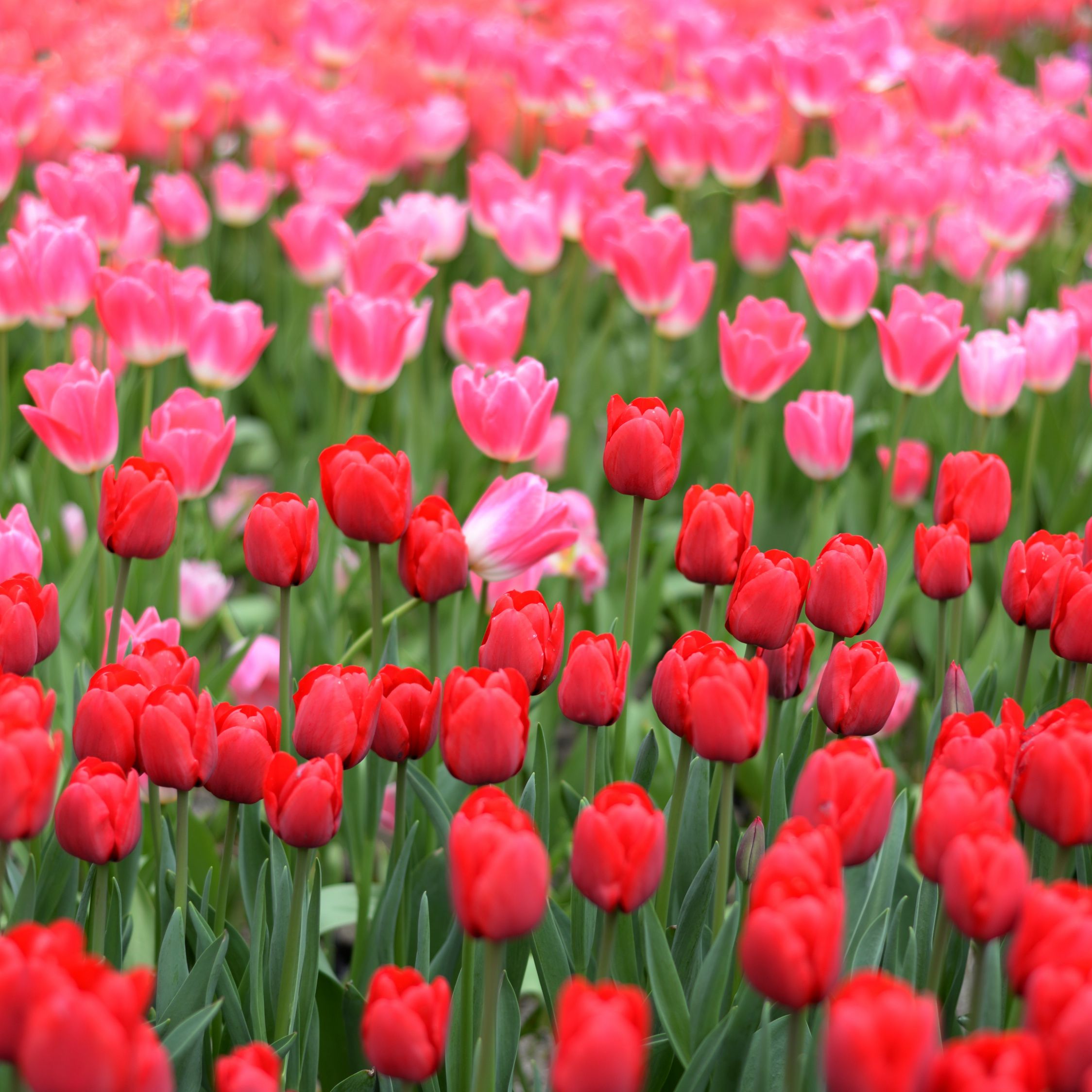 Download Pink and red tulips, farm wallpaper, 2248x iPad Air, iPad Air iPad iPad iPad mini iPad mini 3