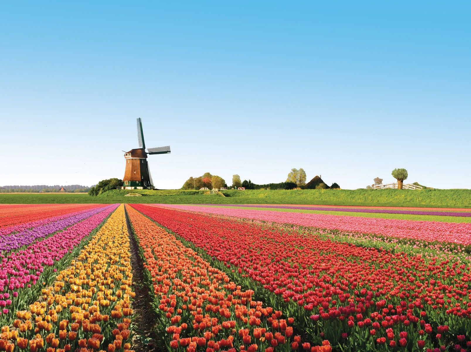Netherlands Tulip Fields Paradise Of Flowers HD Wallpaper High Definition Amazing Cool Desktop Wallpaper For Windows Mac Tablet Download 1607x1200