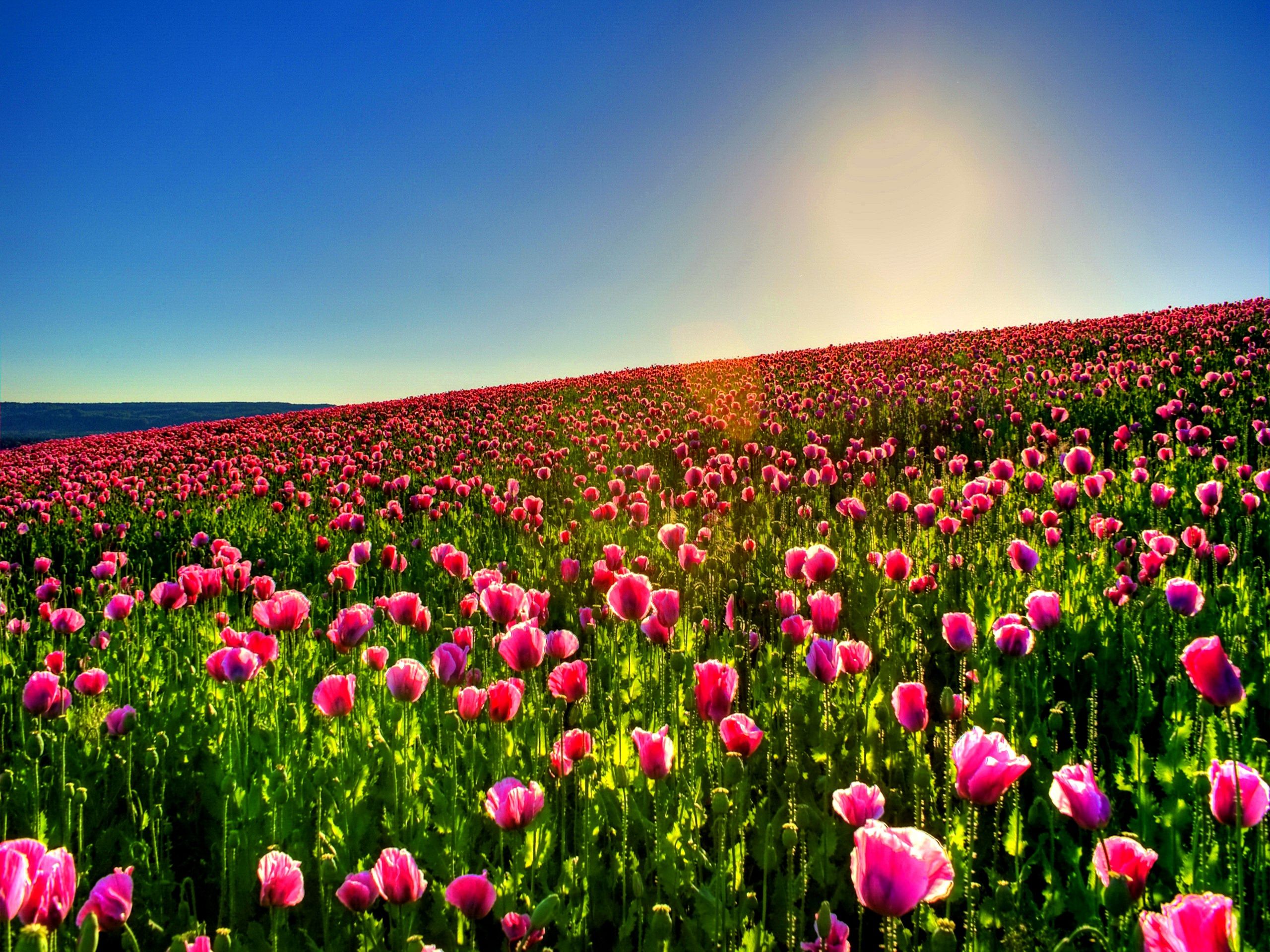 Bing Tulip Fields