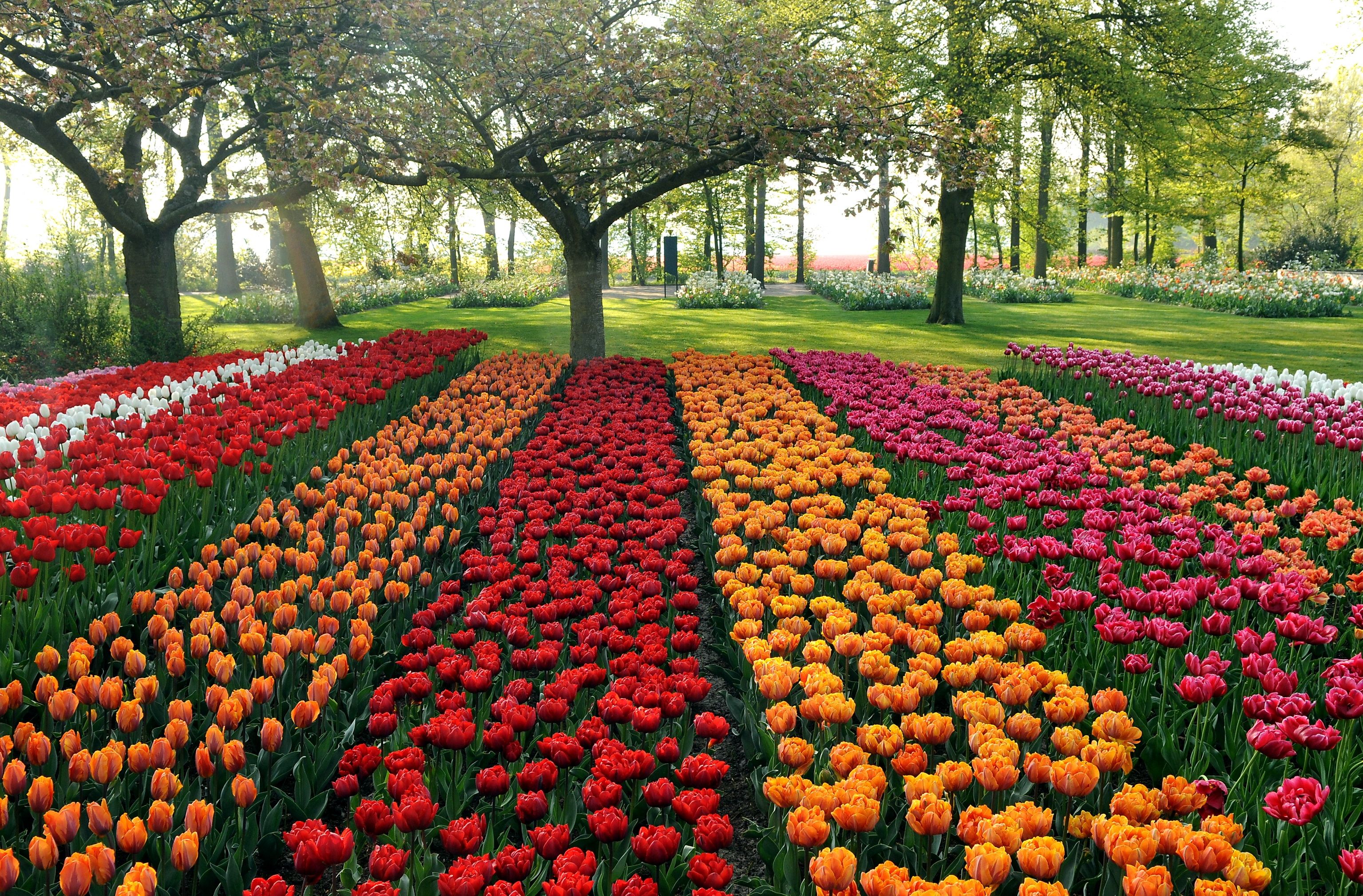 Wallpaper, tulips, different, beds, trees, park, garden 3070x2020