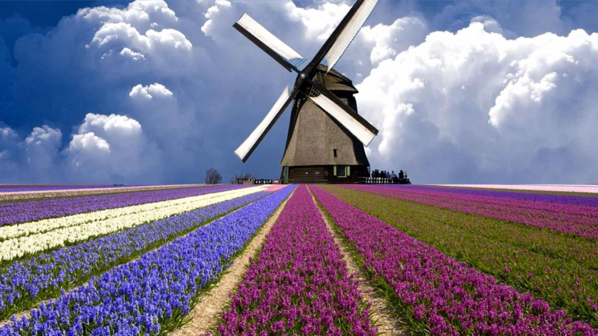 Huge Windmill Holland Tulip Fields Hd Wallpaper Hd Nature Wallpaper Luxe Voyager: Luxury Travel. Luxury Vacations & Holidays