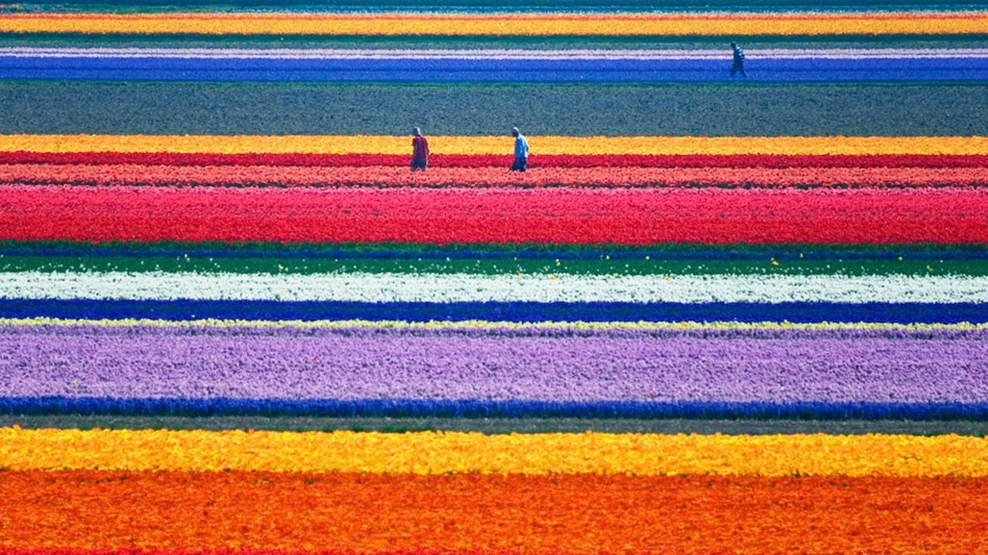 A tulip farm in Holland