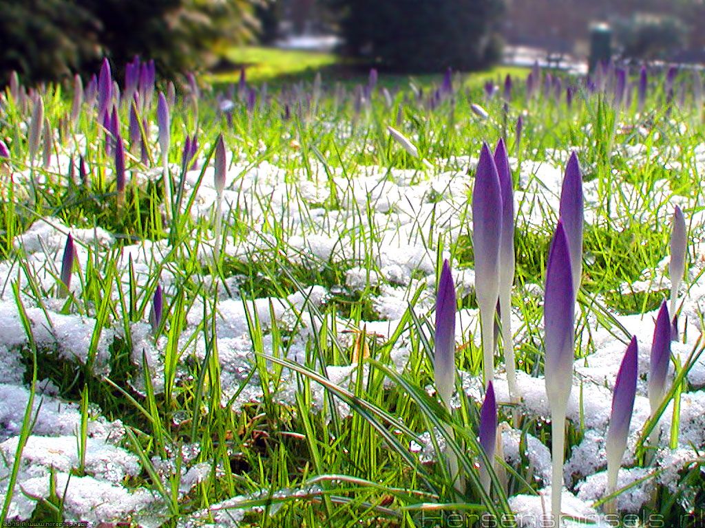 Wallpaper: 'Crocusses' snow on a meadow, Leuven, Belgium. A wallpaper by Mark van Laere. Wallpaper. Mark van Laere Photography