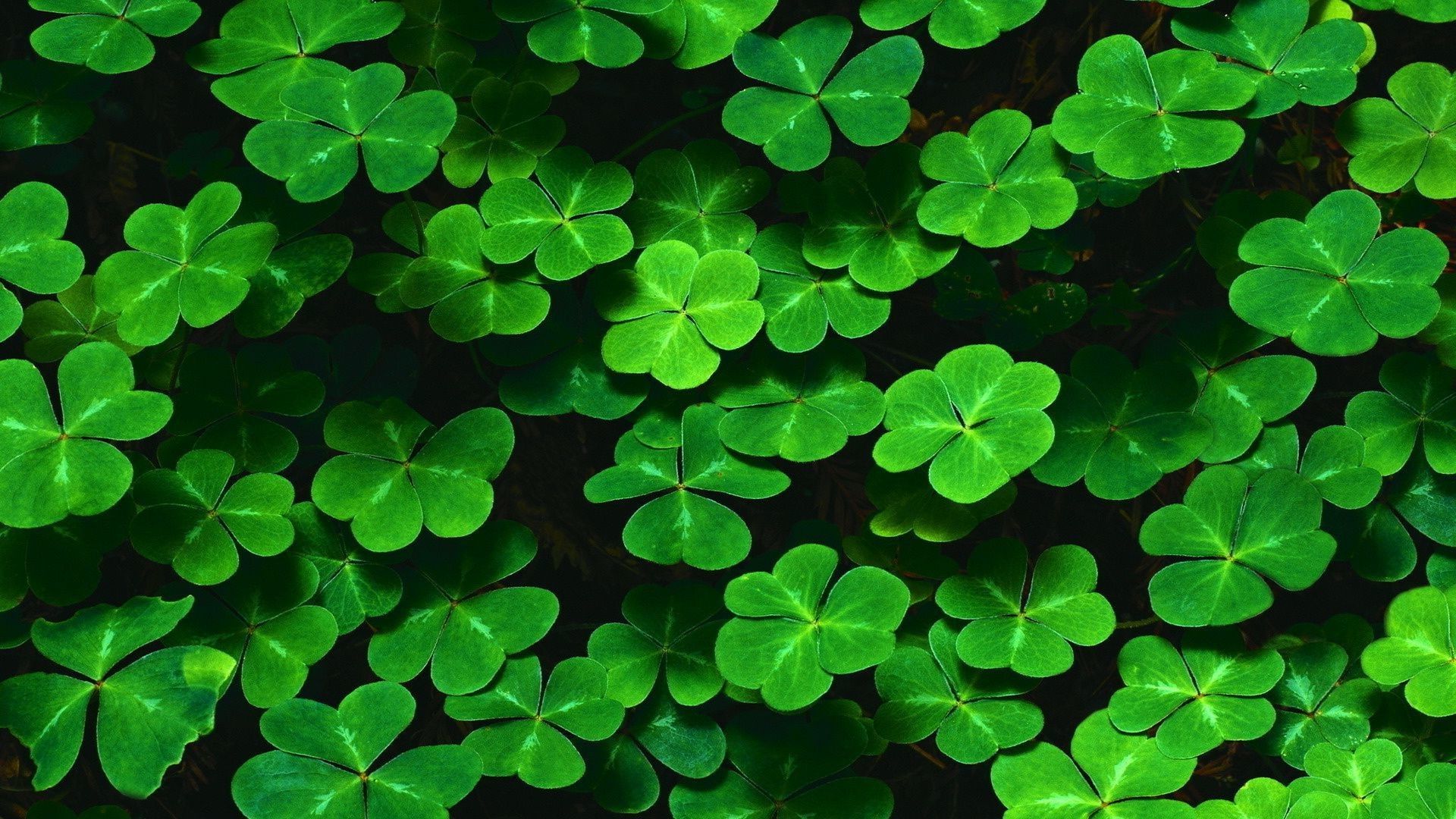 Four Leaf Clover Wallpaper background picture