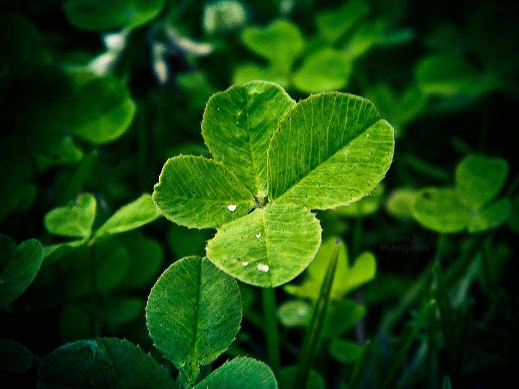 Wallpaper ID 325122  Earth Clover Phone Wallpaper Plant Greenery Leaf  1440x2560 free download