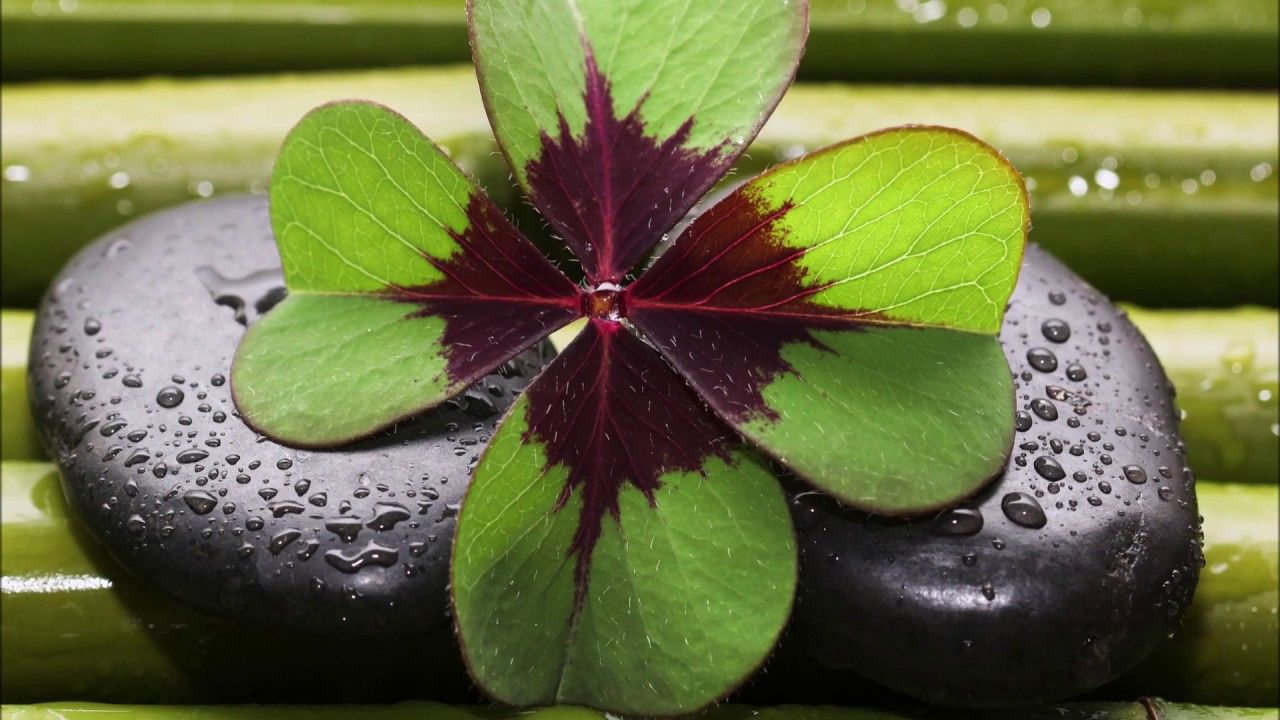 ▻ Four Leaf Clover Wallpaper Image / Best Lucky Clover Plant Status Picture Photo