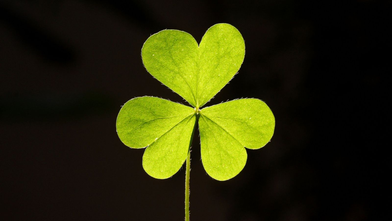 Why You Shouldn't Use The Four Leaf Clover Emoji Today