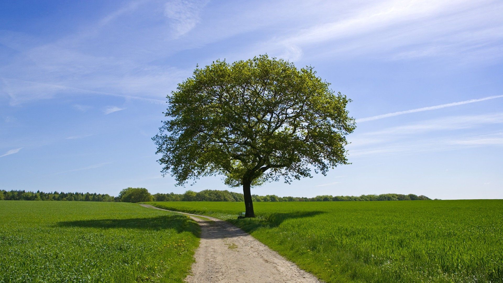 9to5naturewallpaper.com. Summer trees, Nature tree, Single tree