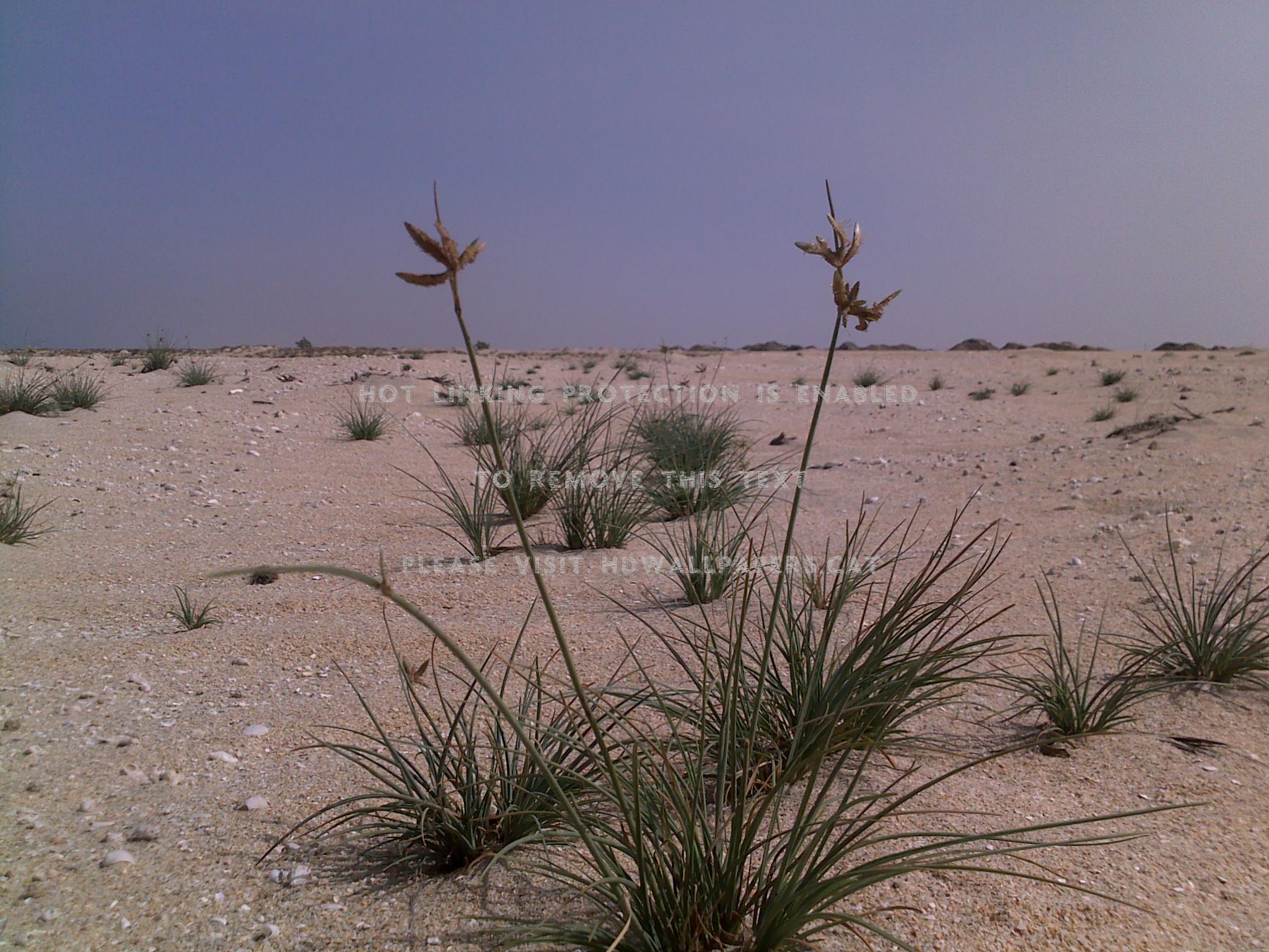 hardy grass of the desert ecosystem nature