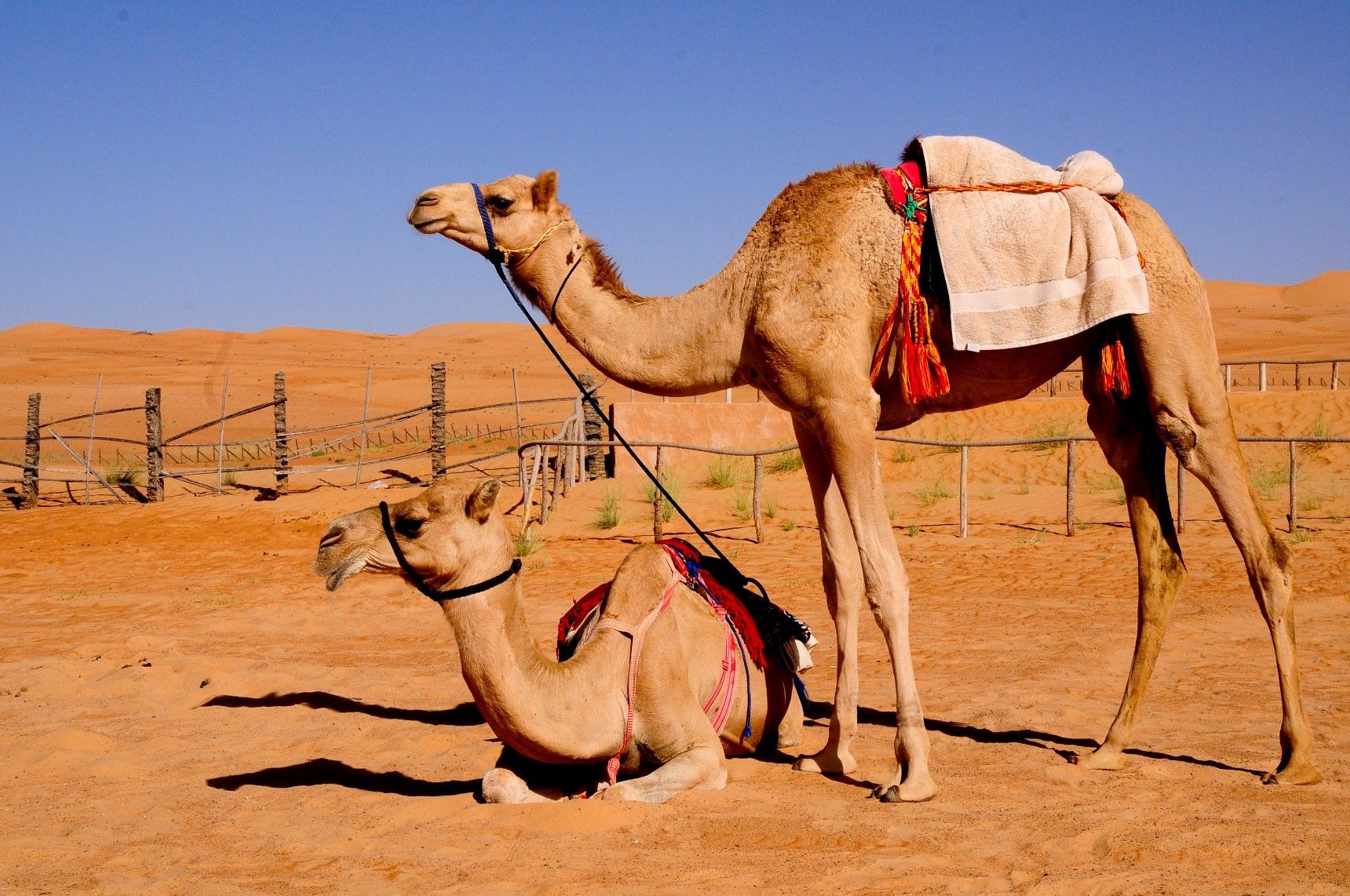 Two Camel in Desret Animal Wallpaper