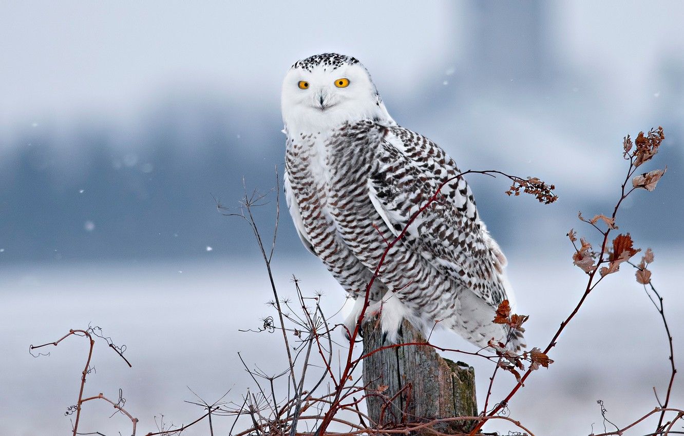 Winter Snowy Owl Wallpaper