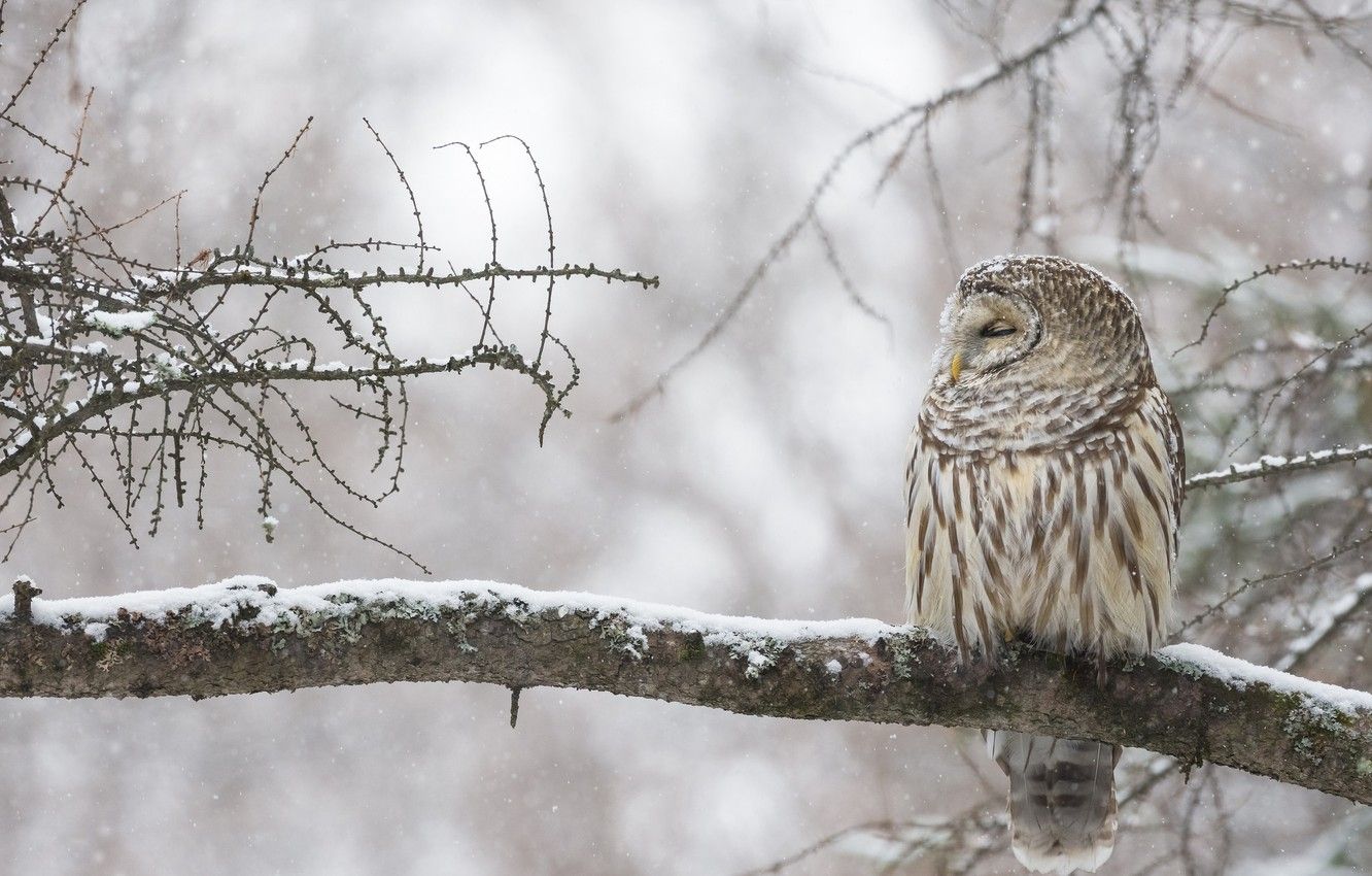 Wallpaper winter, owl, bird, branch, Canada image for desktop, section животные