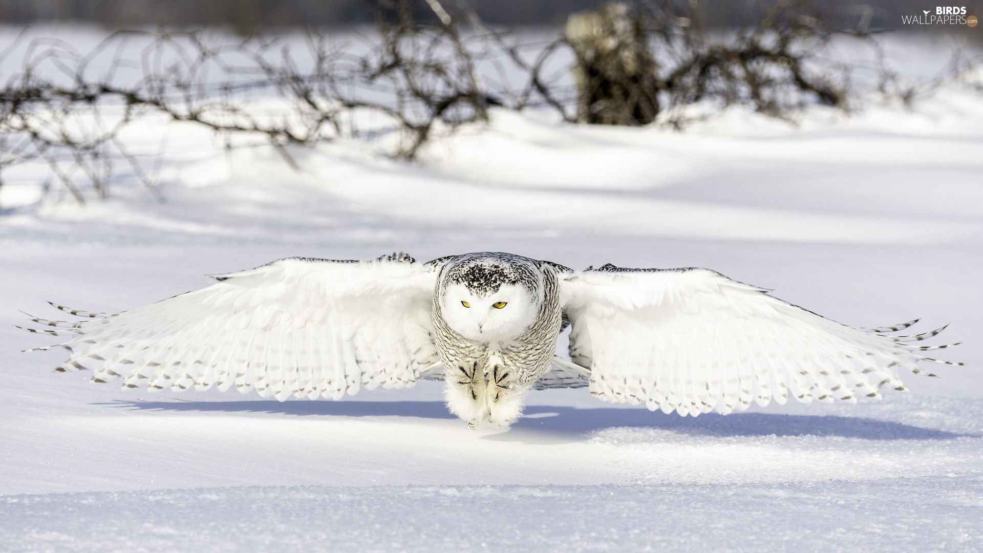 snow, Snowy Owl, winter wallpaper: 1920x1080