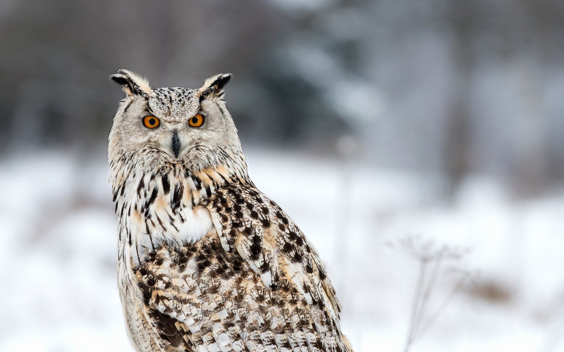 Winter Owl Desktop Wallpaper