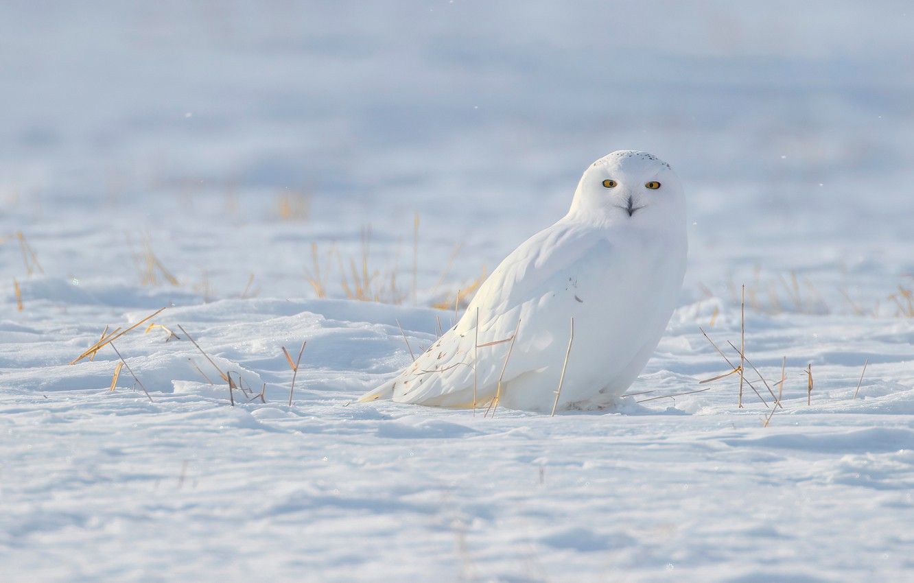 Wallpaper winter, snow, owl, bird, white, polar image for desktop, section животные