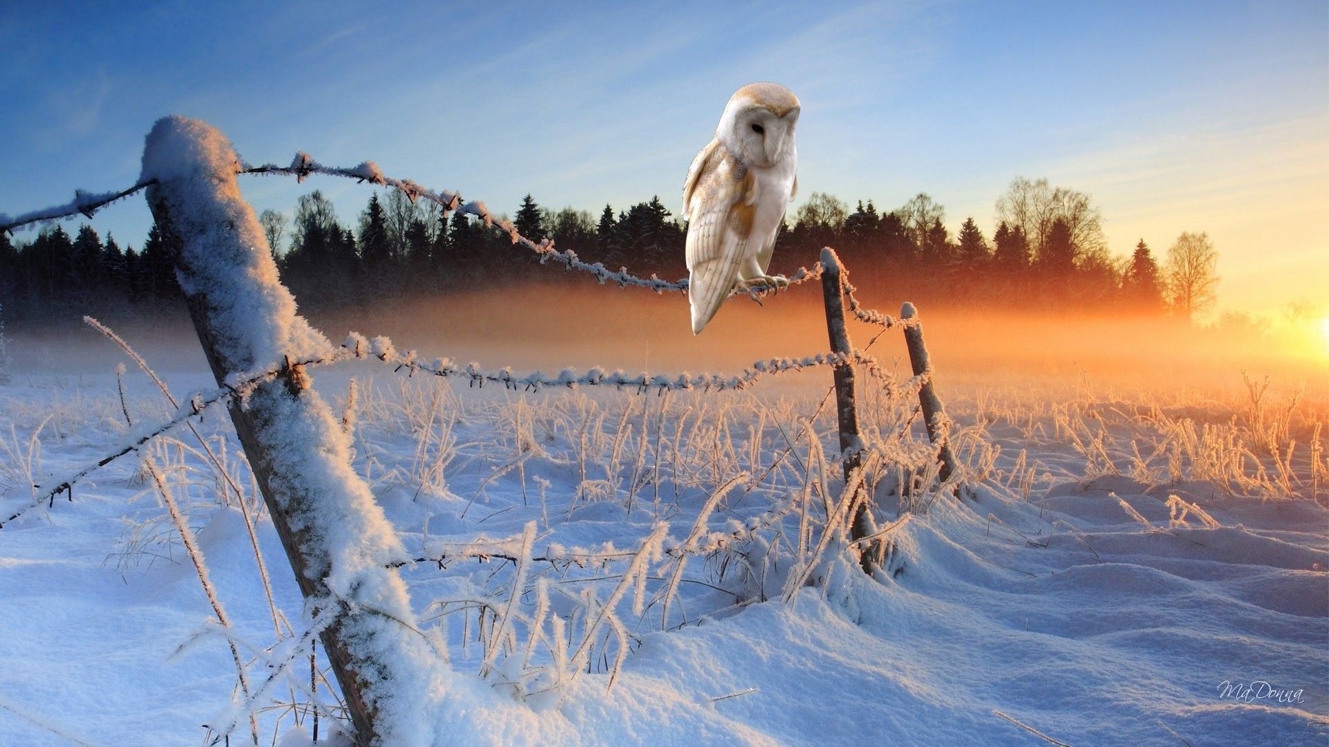 sunrise, nature, winter, fences, birds, owls, winter landscapes, barbed wire wallpaper