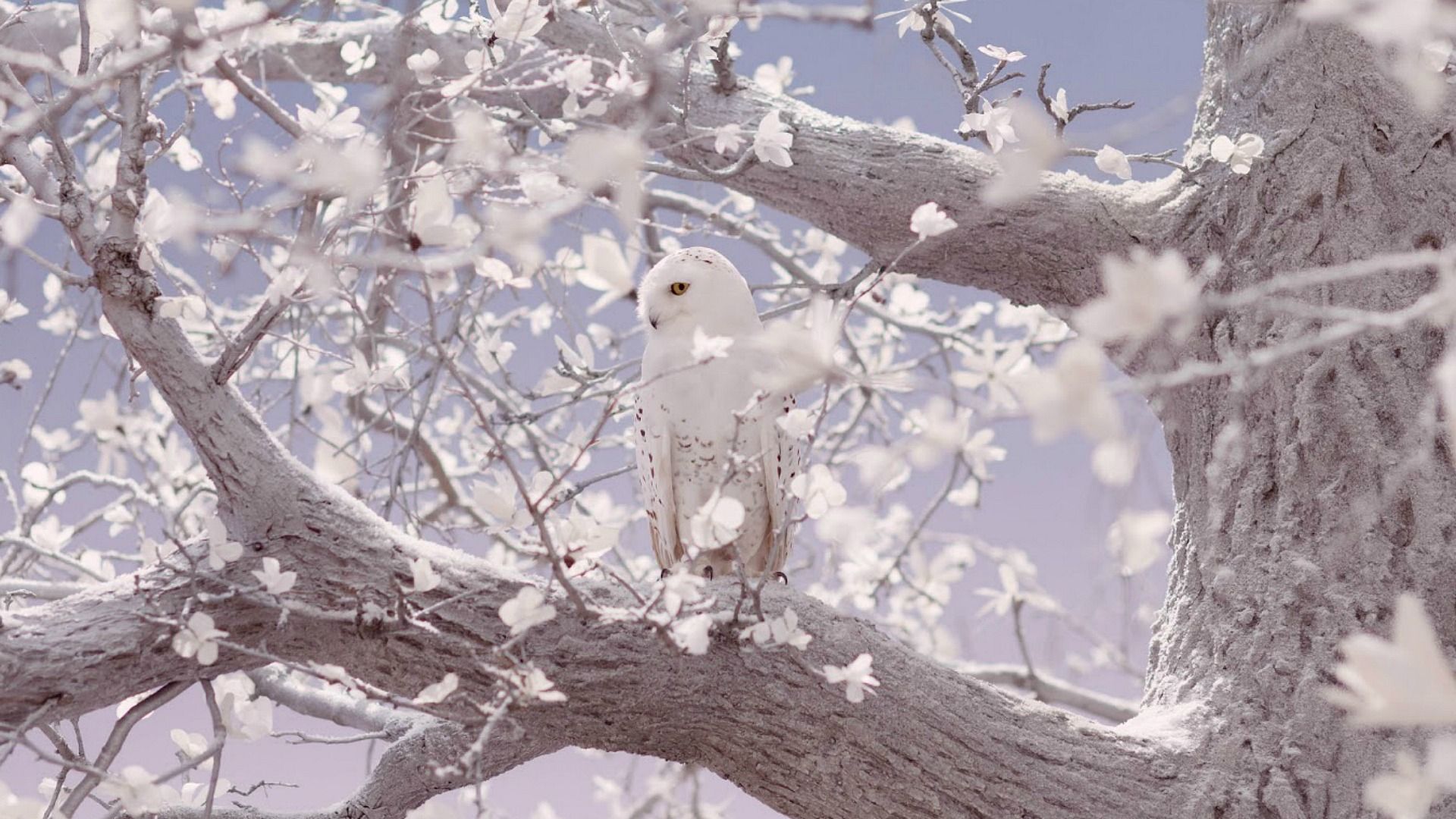 White Owl Wallpaper