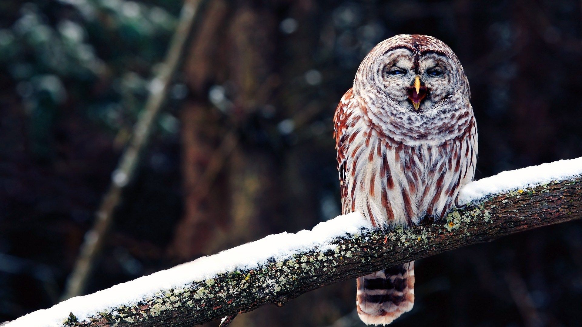 Winter Wallpaper Owl