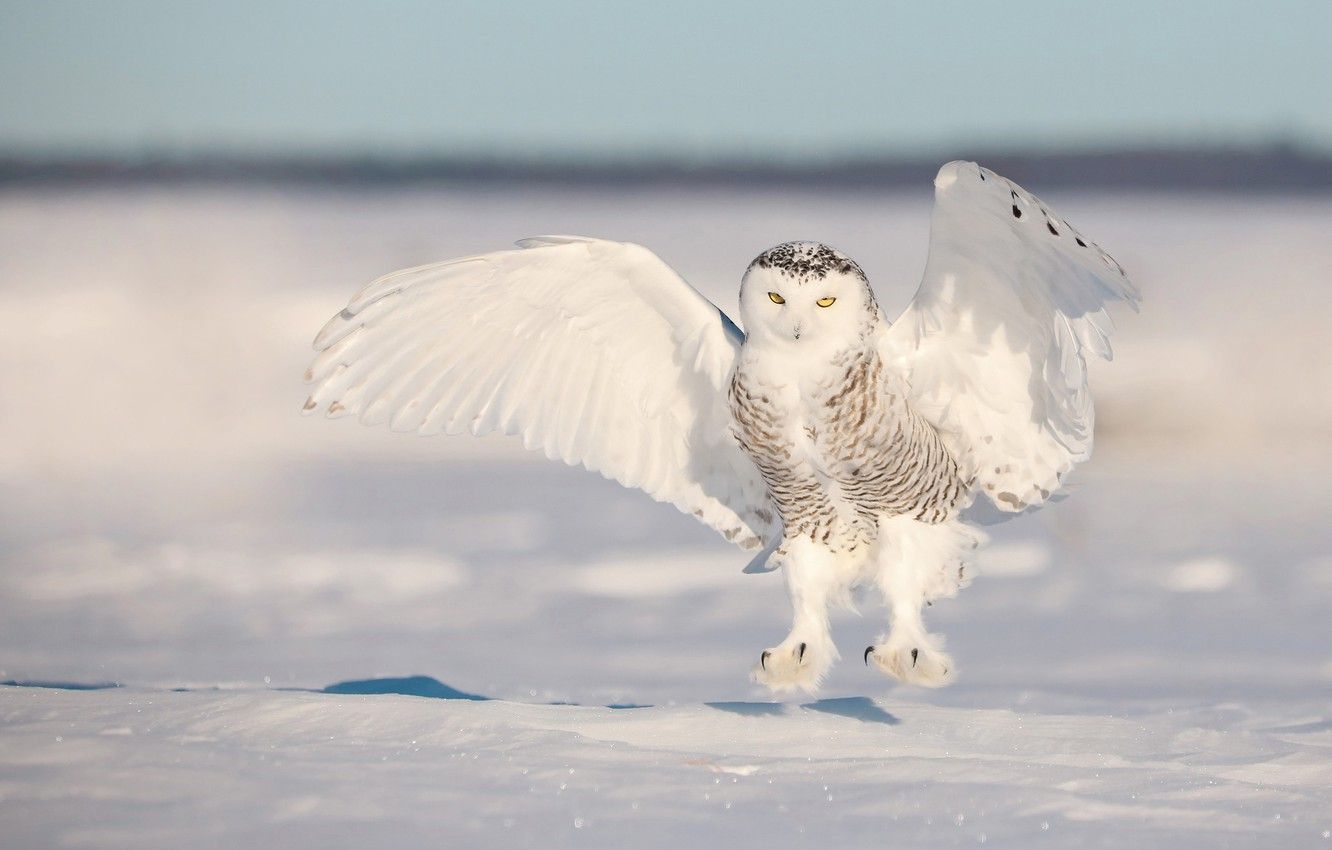 Photo Wallpaper Winter, Snow, Owl, Bird, Wings, White
