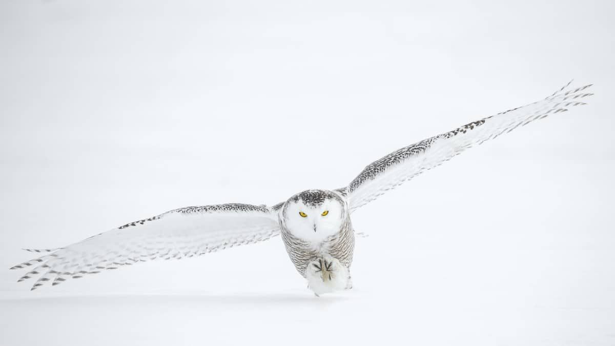 winter wonderland wallpaper, winter scene wallpaper, winter desktop wallpaper, winter wallpaper hd, free win. Owl picture, Snowy owl, Winter wonderland wallpaper