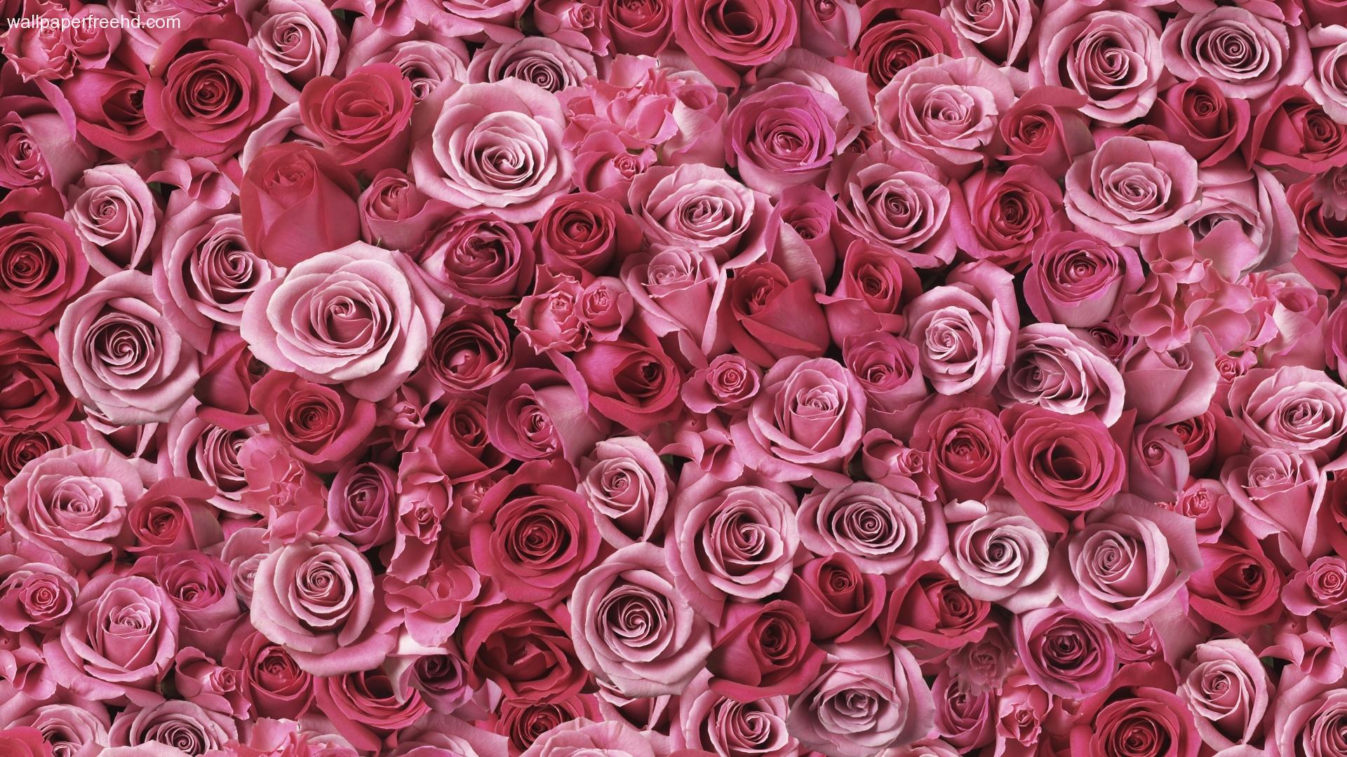 Tumblr Roses HD Wallpaper