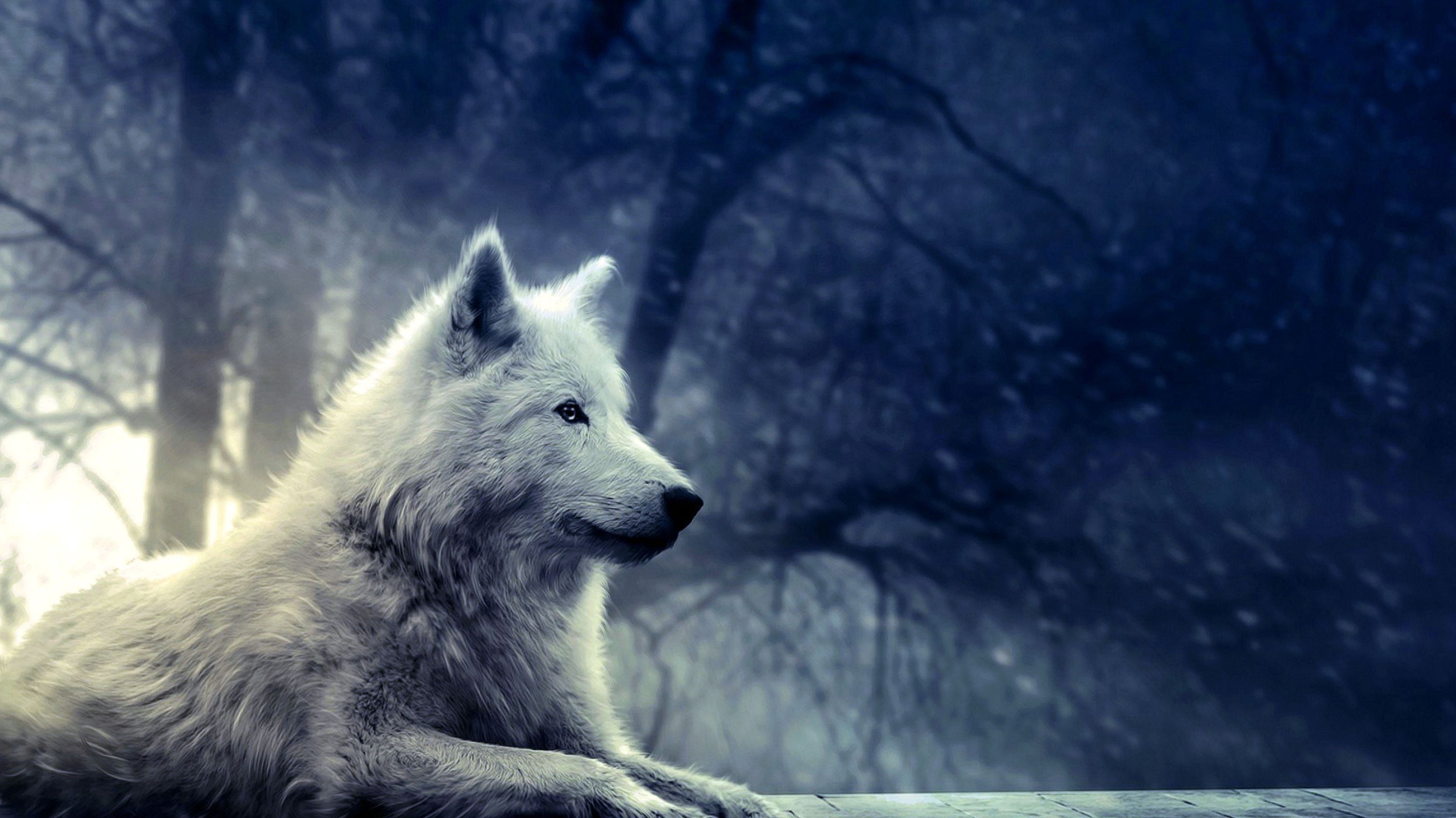 Best Wolf Wallpaper 4K #Best #Wolf #Wallpaper K. Wolf poster, Wolf wallpaper, Animal wallpaper