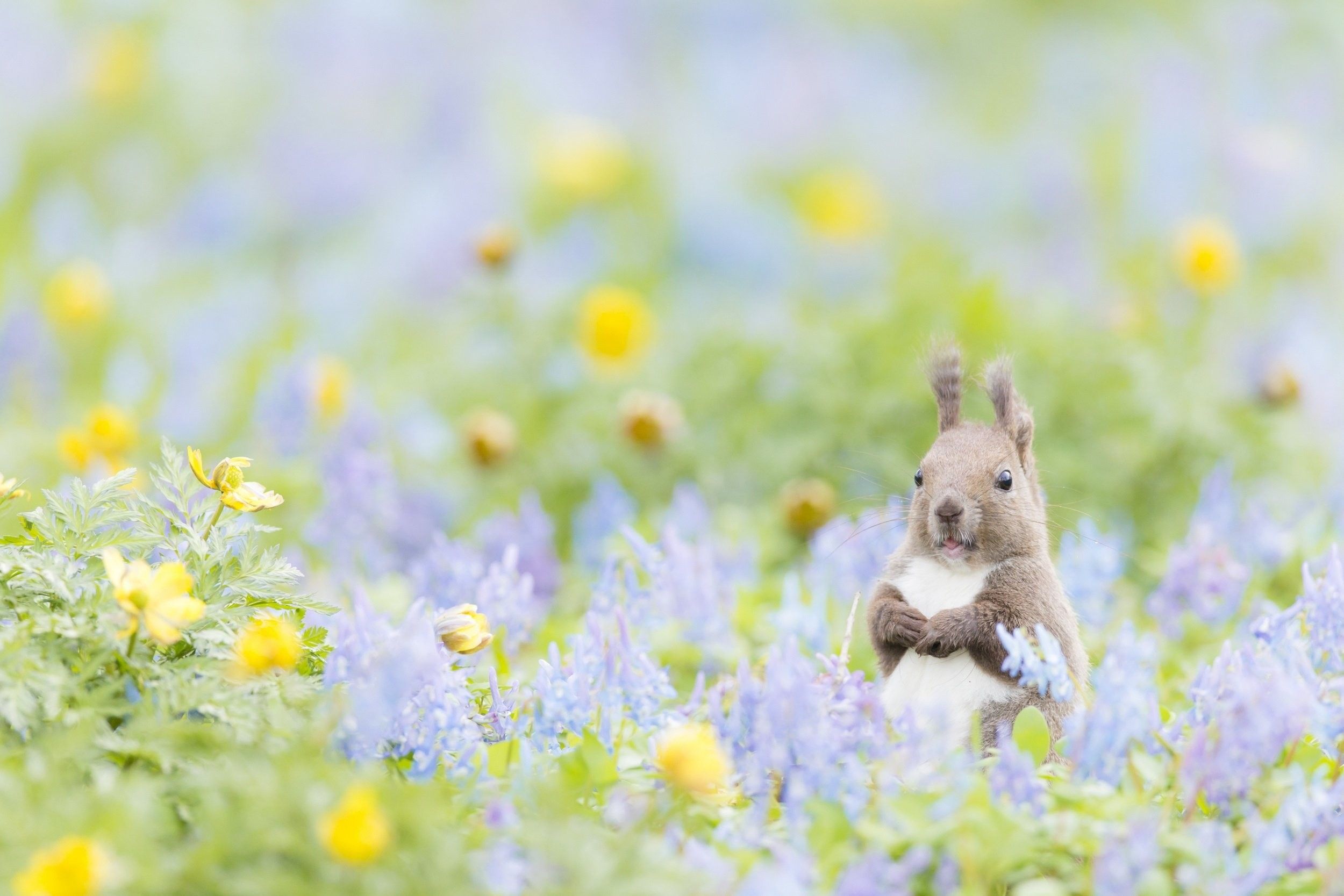 Spring Animals Desktop Wallpaper background picture