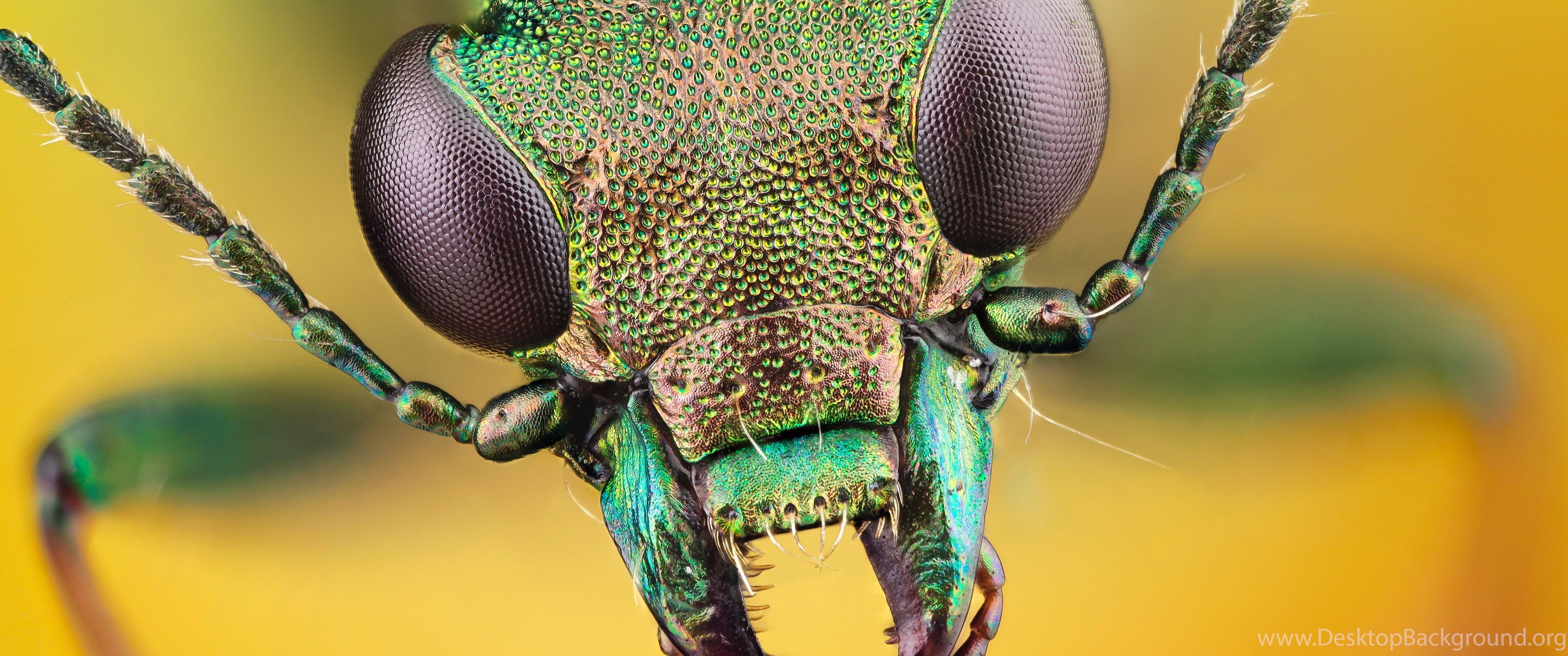 Free Creatures Wallpaper, Animals HD Desktop Wallpaper, Insects. Desktop Background