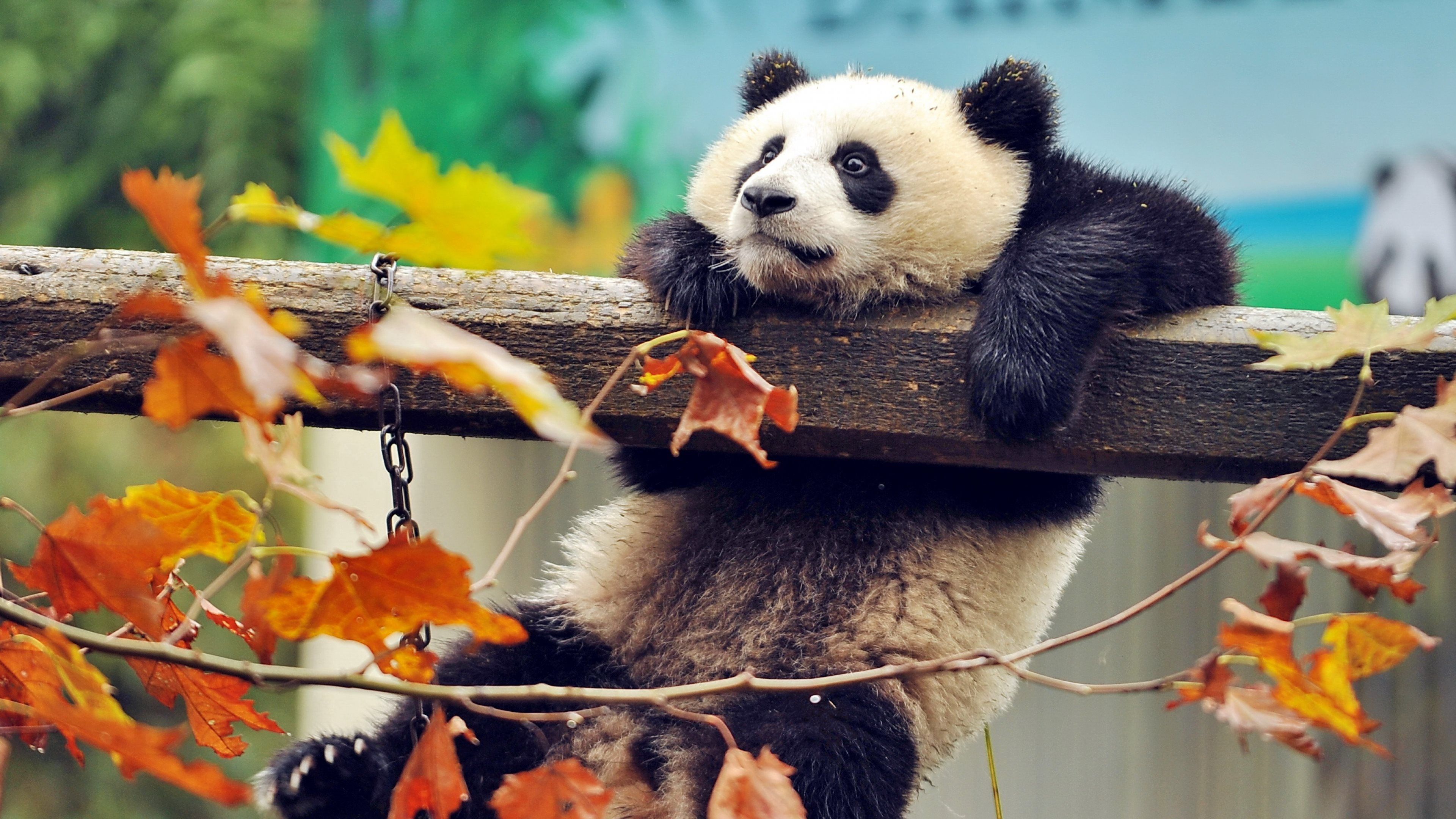 Download wallpaper panda, 4k, cute animals, autumn, bears for desktop with resolution 3840x2160. High Quality HD picture wallpaper