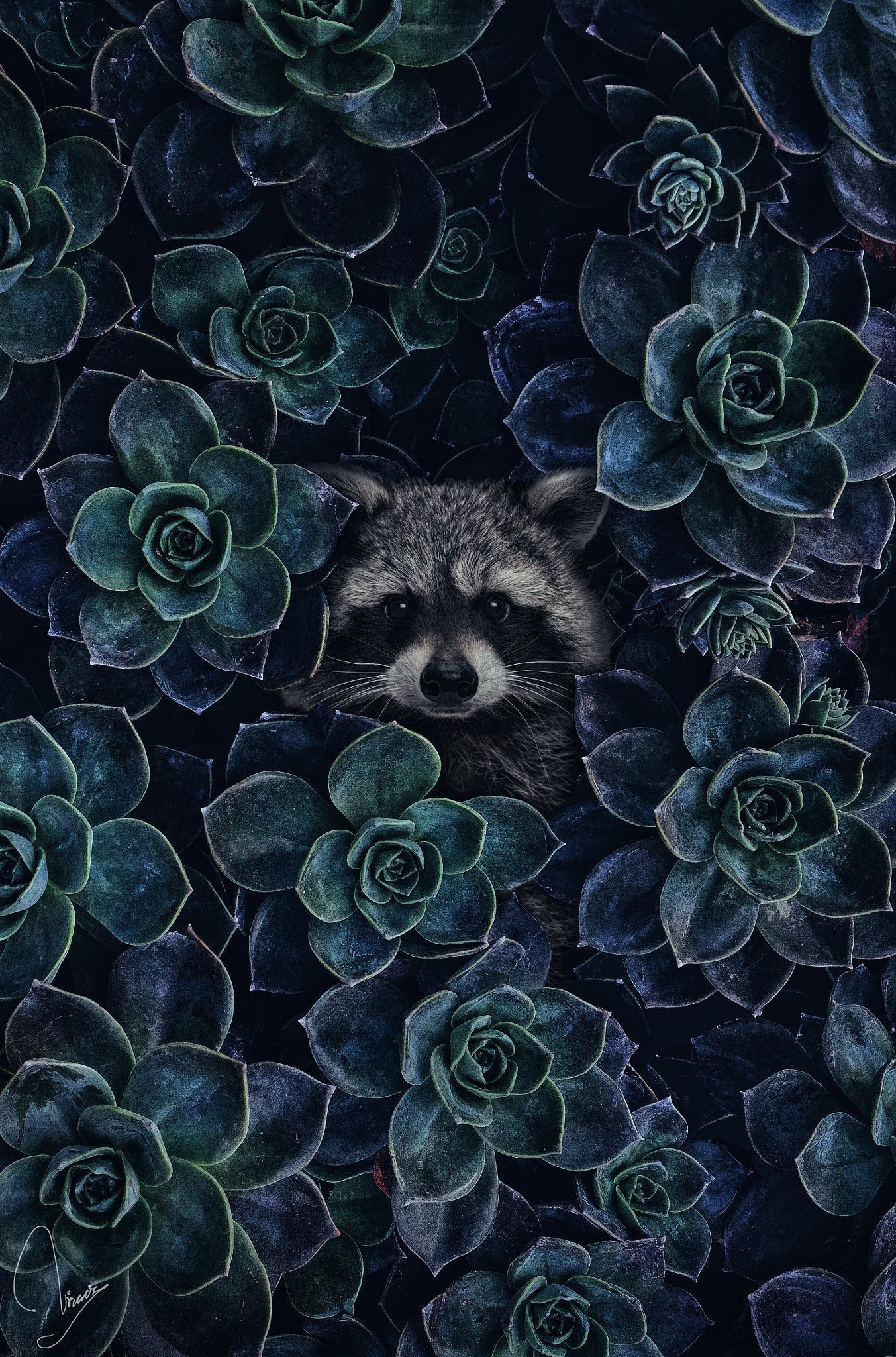 my favavorite raccoon. Animal wallpaper, Animals beautiful, Animals