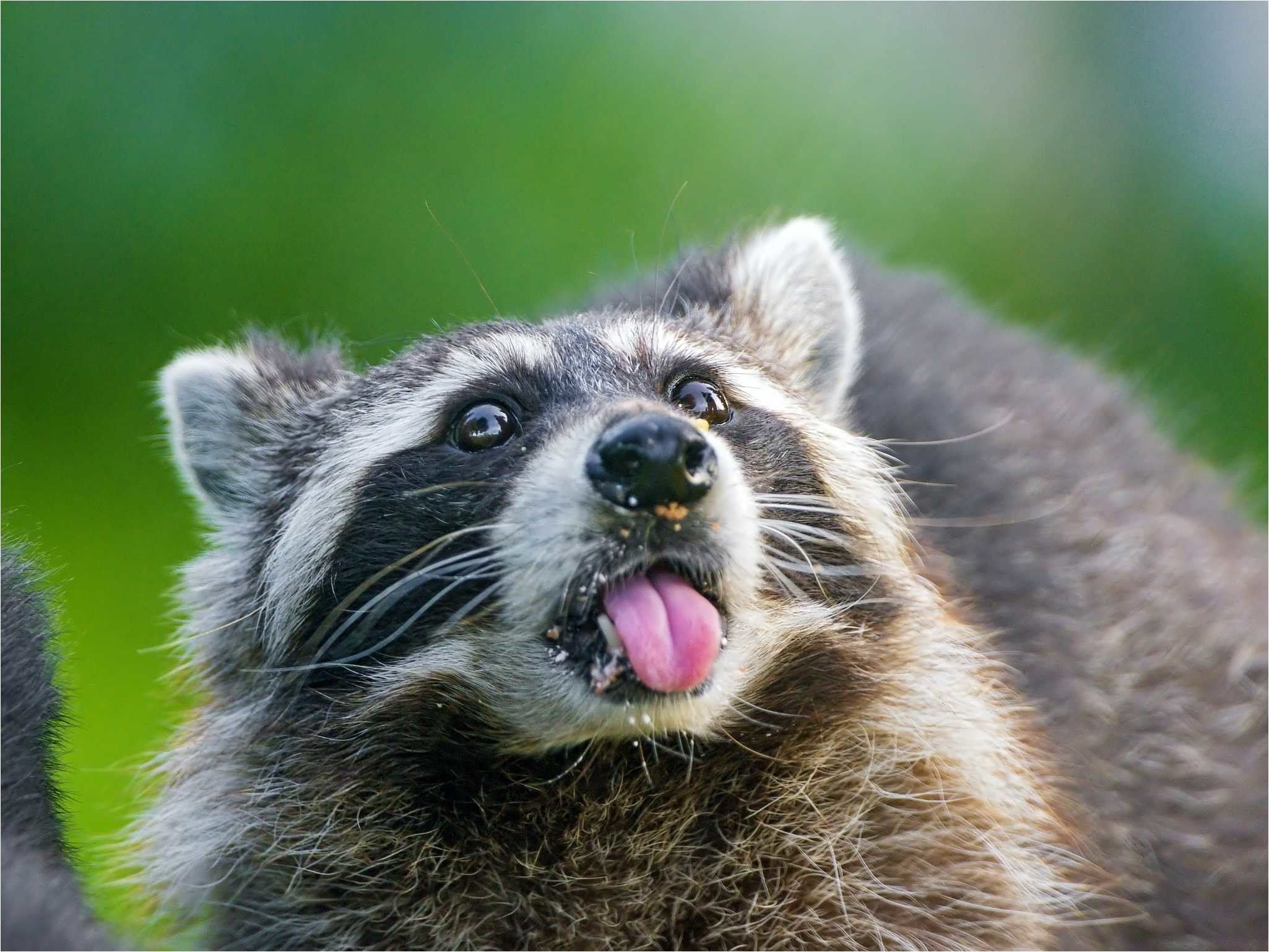 Free download 69 Raccoon Wallpaper [2050x1538] for your Desktop, Mobile & Tablet. Explore Raccoon Background. Raccoon Wallpaper, Raccoon Background, Raccoon Wallpaper Desktop