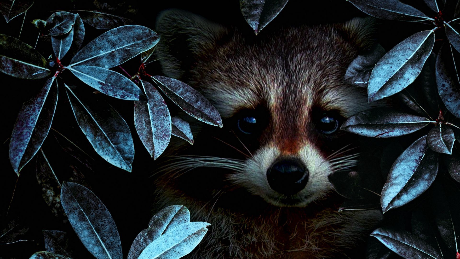 Raccoon Background Image