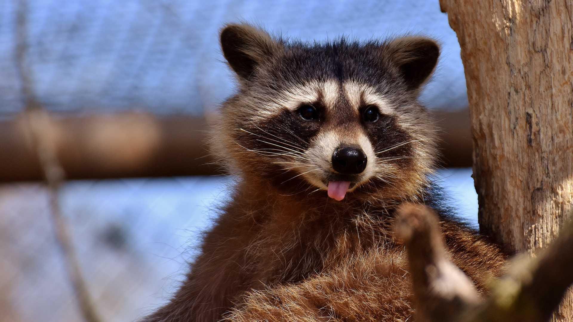 Raccoon Wallpaper for Android